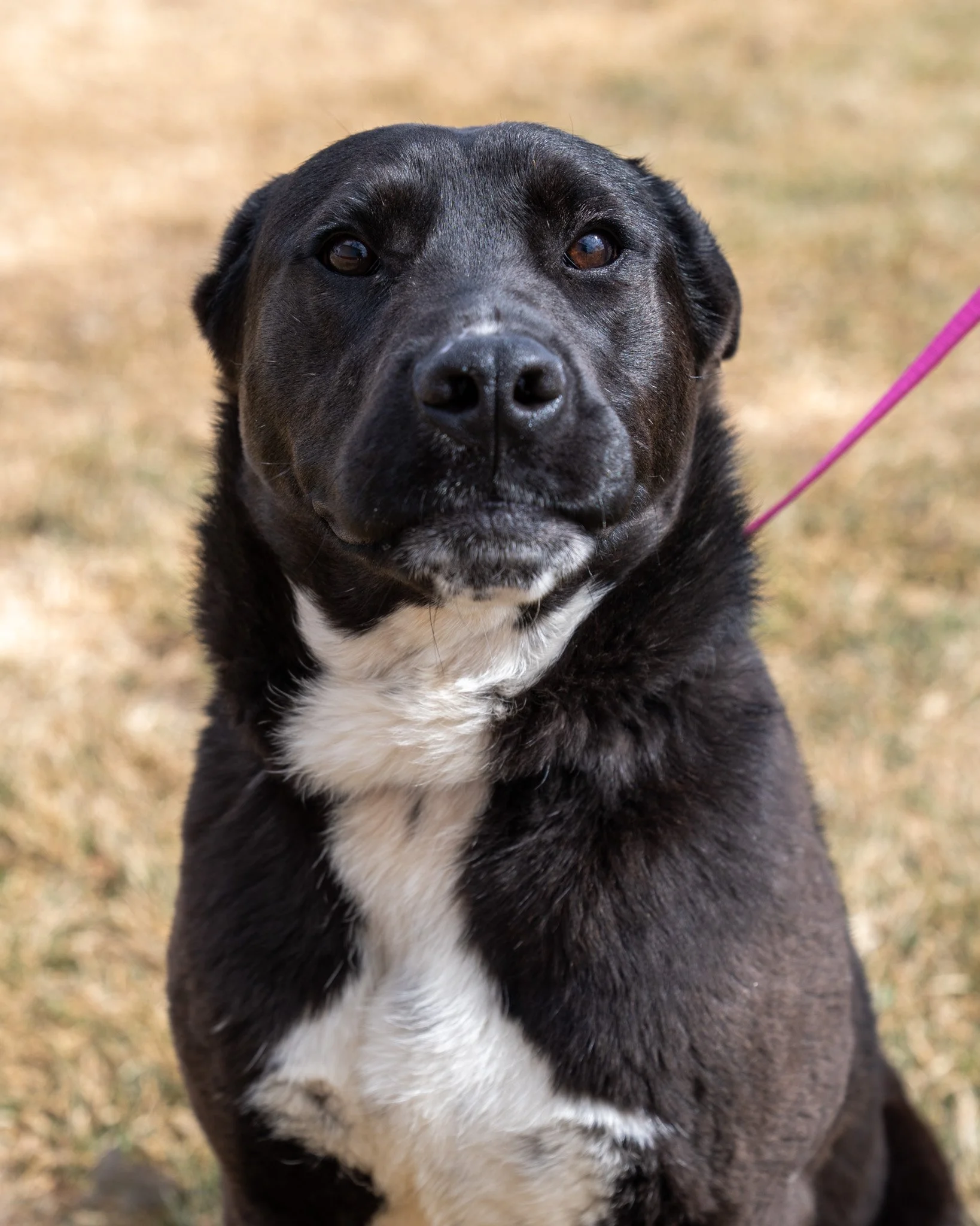✨ Collin before and after we told him he's handsome ✨
Collin is a 1-year-old, 58-pound Lab mix who came to the shelter under unfortunate circumstances. He was found abandoned by a lake access alongside three other dogs. Some incredibly kind people us