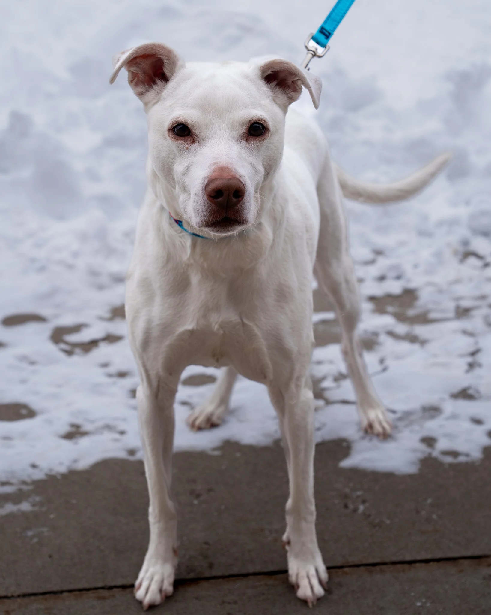 🤍 Odie 🤍
Odie is a five-year-old, 60-pound Boxer and Lab mix who is a total gentleman. He landed in the shelter when his owners both sadly had to enter nursing homes for their health. He&rsquo;s a very polite boy. He listens well, knows how to sit 