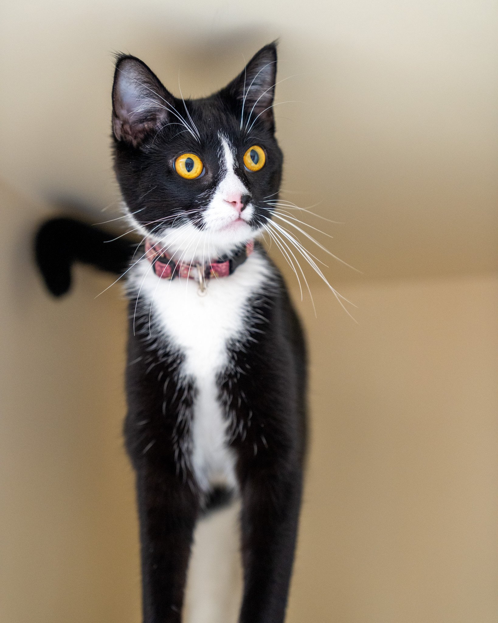 🤩 Lucy 🤩
Cutie Lucy is a 10-month-old Domestic Shorthair sweetheart! She's at the perfect age where she still has some goofy kitten qualities, but she's also started to appreciate the finer, more relaxed things in life. Lucy previously lived with b