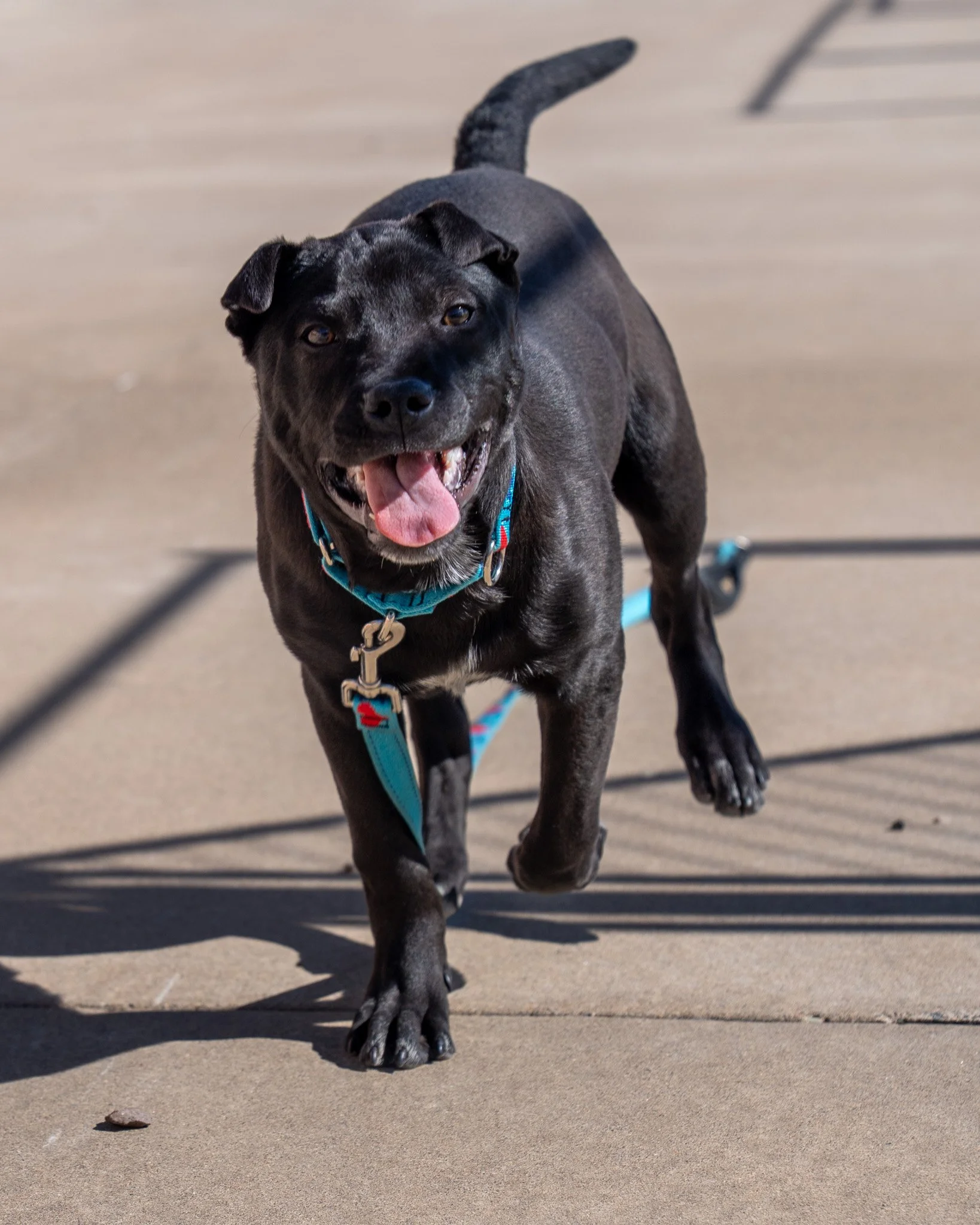 😎 Ty 😎
Meet Ty! This guy is a three-month-old, 20-pound Lab mix who is ready to energize your life! Ty came to us as a stray, so we don&rsquo;t know much about his history, but we&rsquo;re so excited for him to find out that life gets so much bette