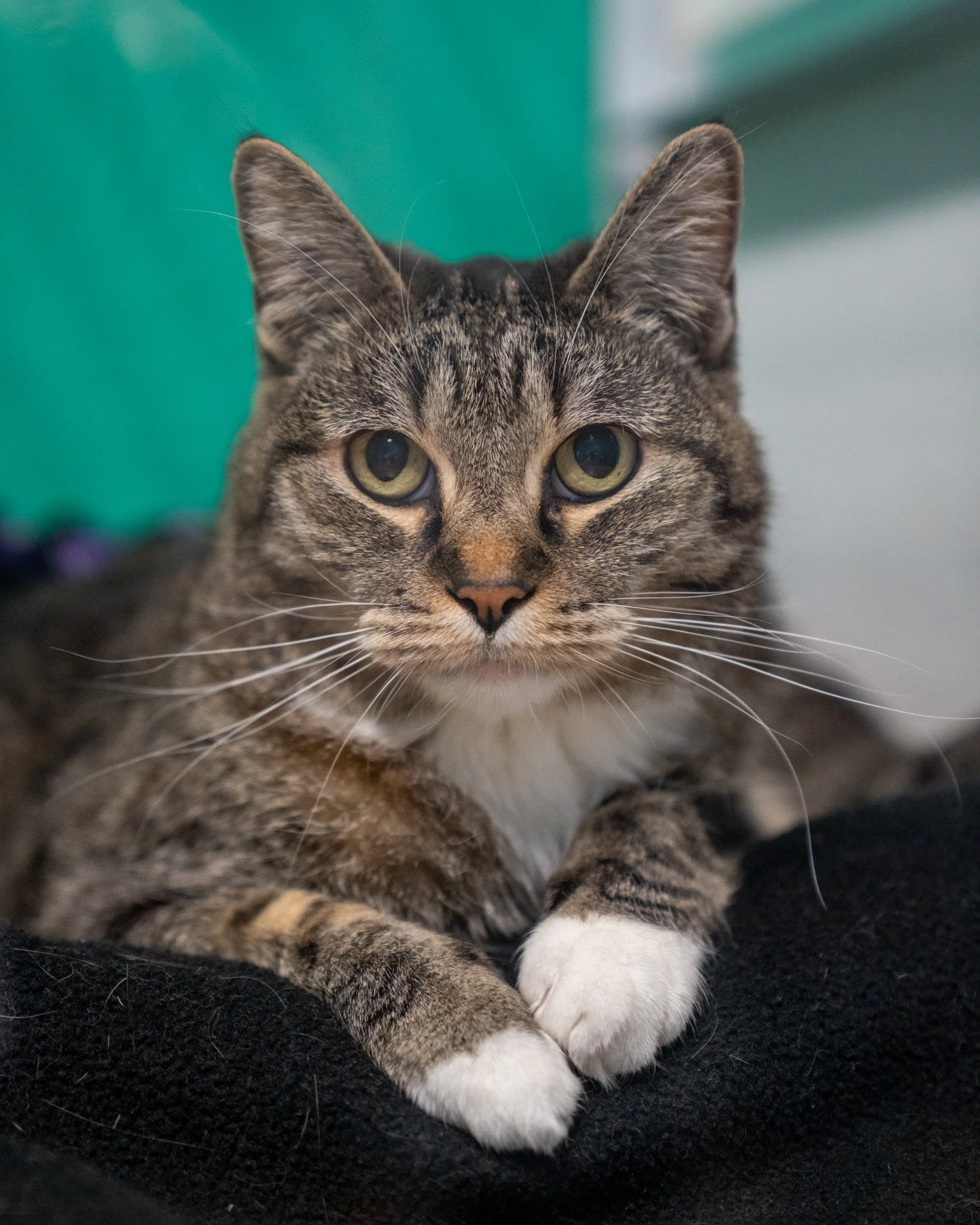 📅 Thursday 📅
TGIT! Thank god it&rsquo;s Thursday! Ever since we met this guy... Fridays have really lost their charm, as Thursday is just the best! This handsome guy is a 7-year-old, 11.9-pound, Domestic Shorthair cat who was surrendered to the she
