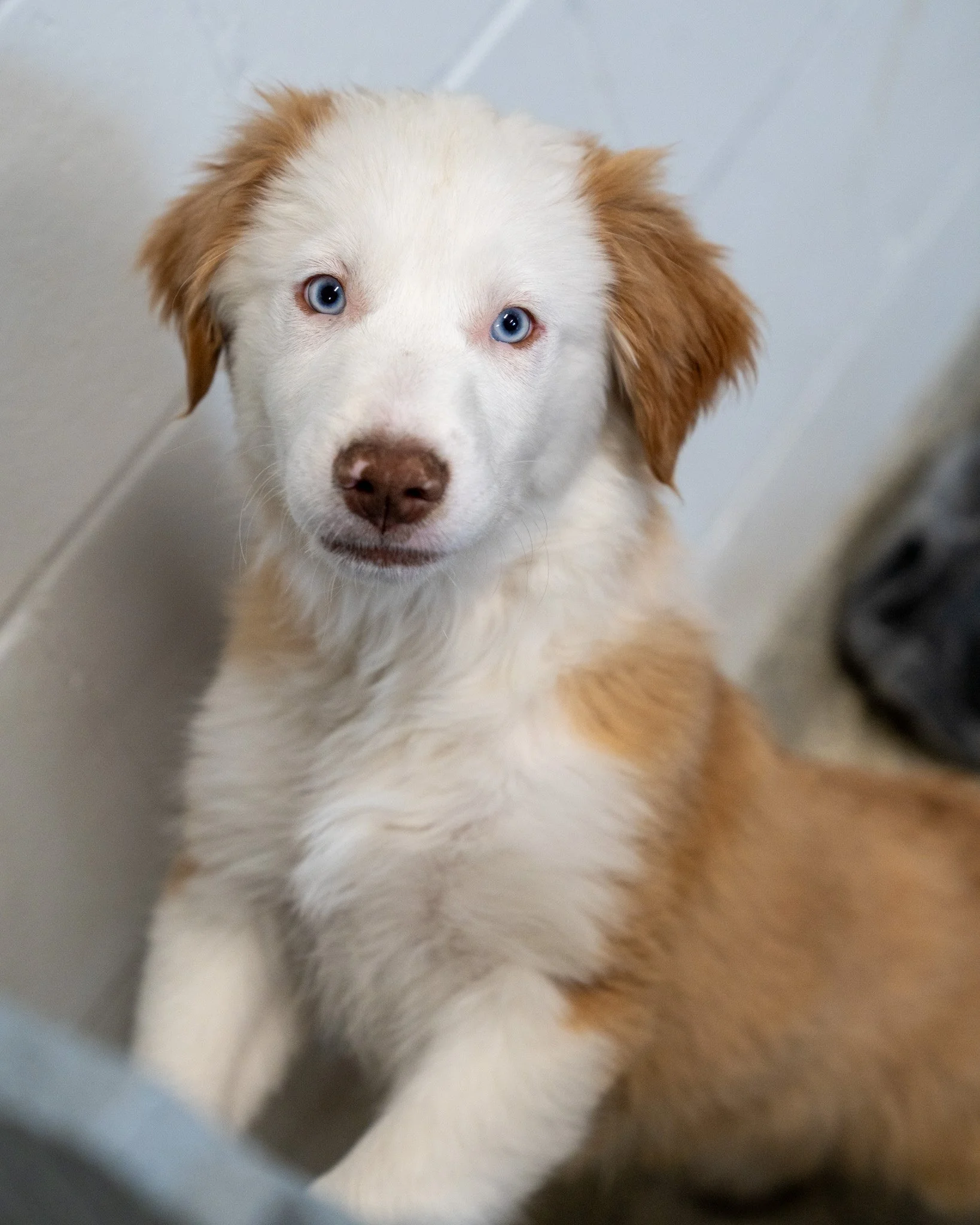 🌲 The Tree Crew 🌲

In order: Cedar (M), Hickory (M), Elm (F)

These trees are 2-month-old Miniature Australian Shepherd mixes who were born as part of an accidental litter. They are incredibly playful and goofy pups who love nothing more than climb