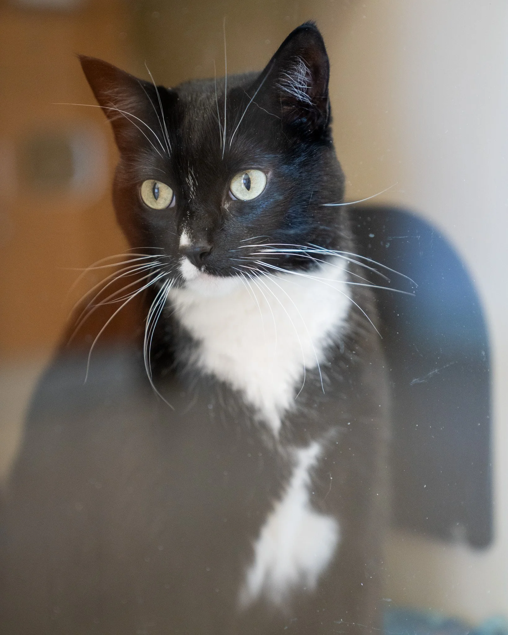 👑 Princess 👑
Help find this damsel in distress the perfect home! Princess is a 5-year-old Domestic Shorthair cat with a silly personality. She sadly arrived at the shelter after her previous owner moved into an assisted living facility.

Princess c