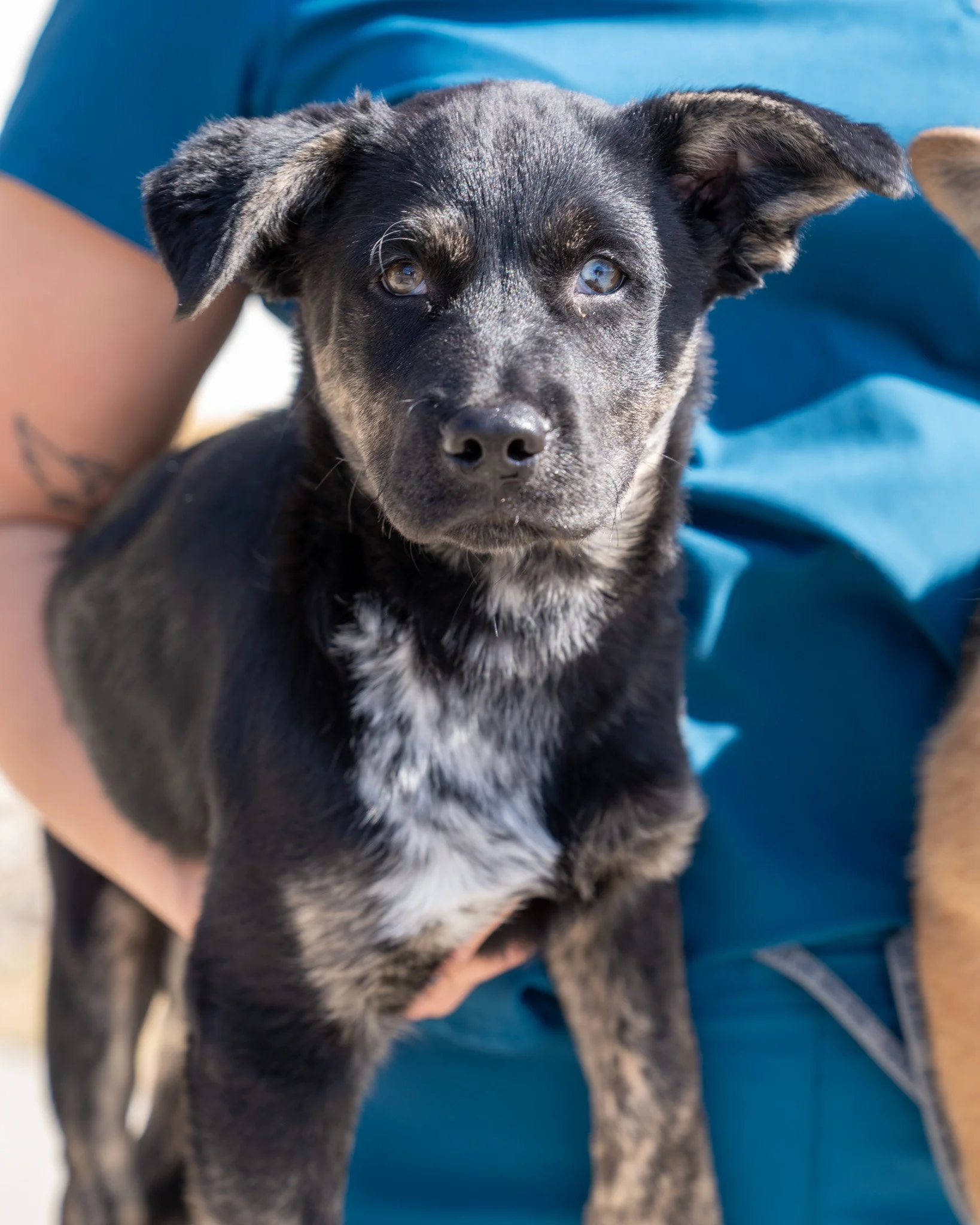 💙 Whitney 💙
Meet Whitney! This 3-month-old German Shepherd made a long journey all the way from North Dakota to find her forever family. While her littermate has already been adopted, Whitney is still waiting for her perfect people.

She is just th
