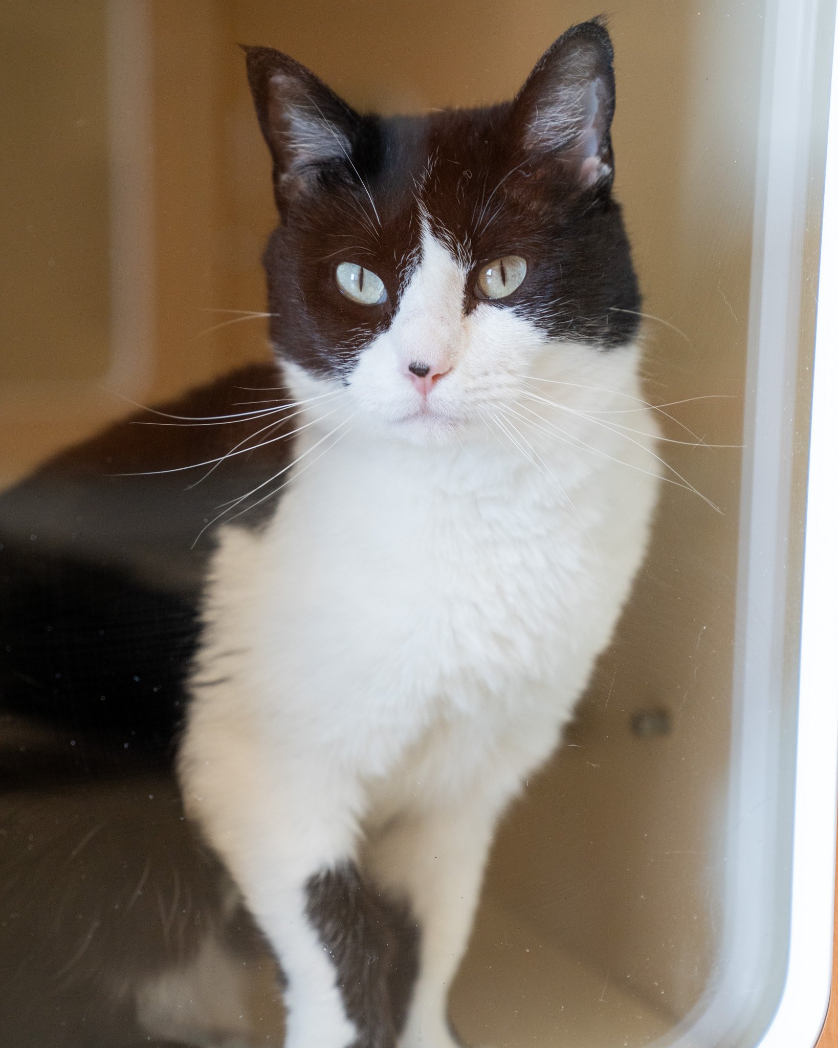 😍 Twiggy 😍
Twiggy was truly born to be your BFF! This 3-year-old, 7.5-pound Domestic Shorthair is a friendly, confident gal who is always excited to greet staff, volunteers, and visitors. While she previously lived with other cats, she was sadly bu