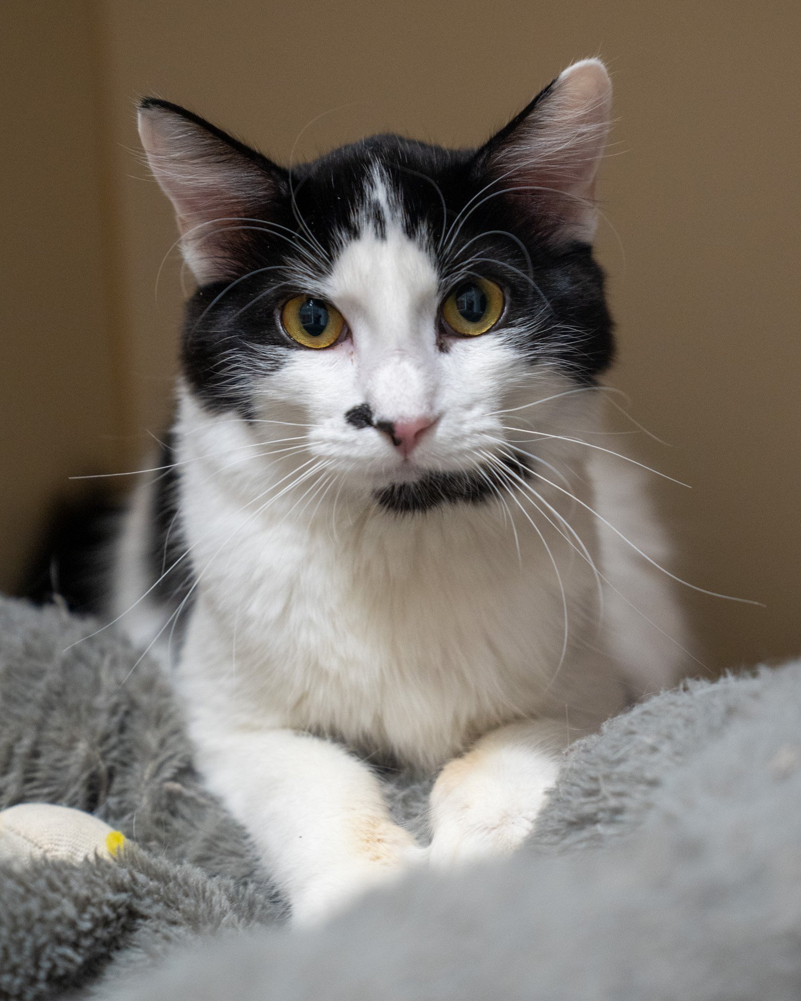 🐄 Dottie 🐄
Petite Dottie is a 9-month-old, 6.6-pound, Domestic Shorthair who came to the shelter as a very young mom. Now that her motherly duties are behind her, she is more than ready to get back to being a baby herself!

This silly gal is incred