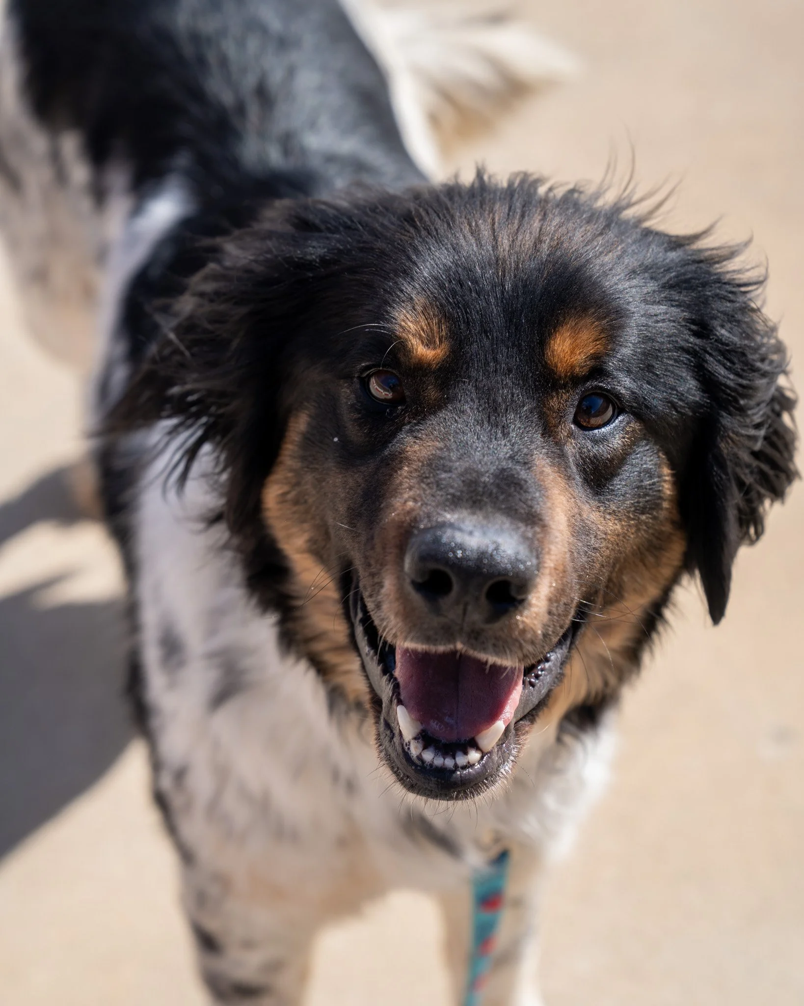 🫡Scout 🫡
This guy is a two-year-old, 50-pound German Shepherd and Aussie mix. He&rsquo;s an energetic, goofy, and playful boy who absolutely loves having his butt scratched!

Scout makes friends everywhere he goes because he loves all people, other