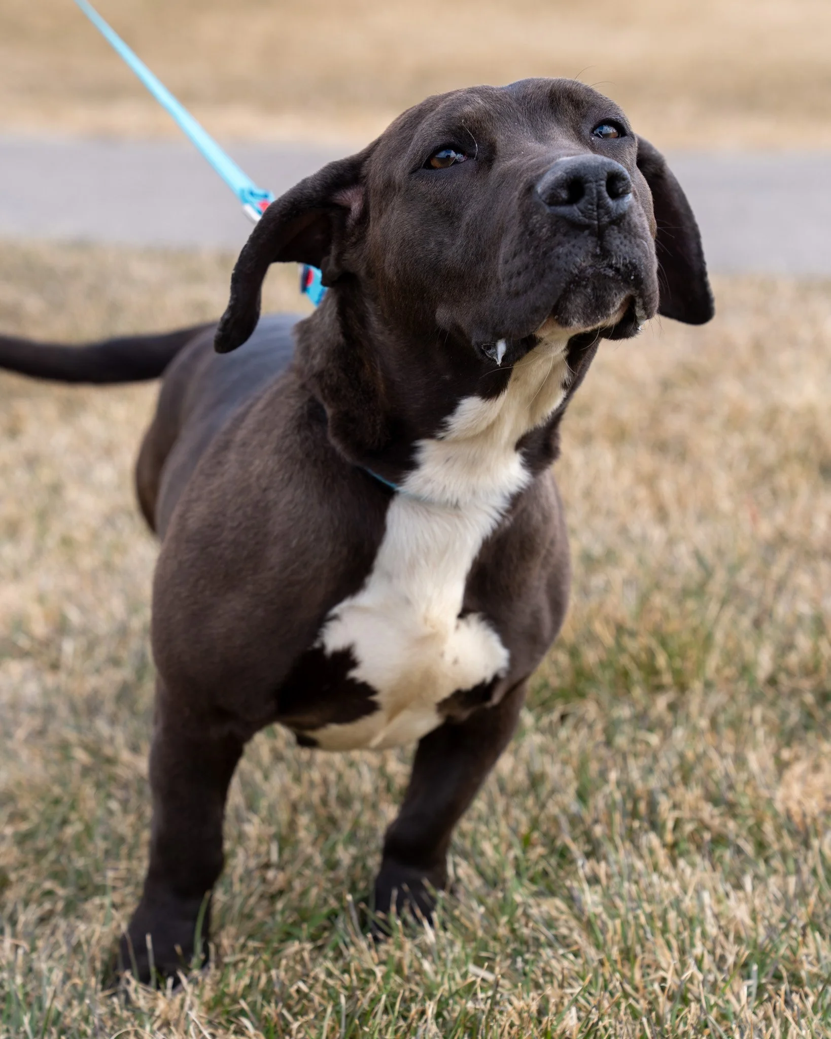 ❤ Allie ❤
Allie is a short, sweet, 3-year-old gal who came to the shelter under unfortunate circumstances. She was found abandoned by a lake access alongside three other dogs. Fortunately, some incredibly kind people ushered all four dogs into their 