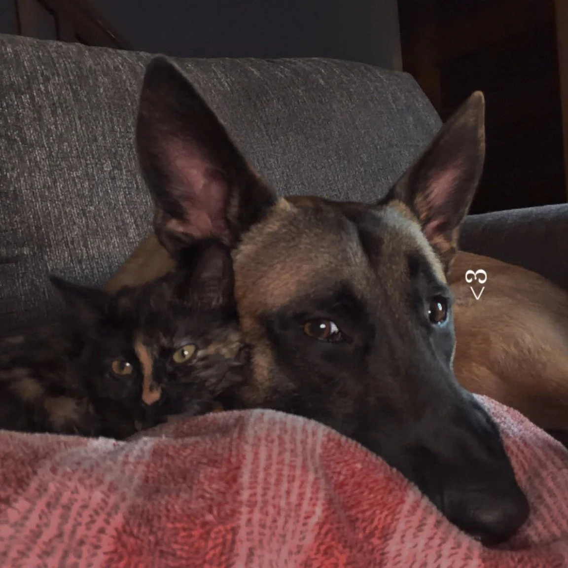 ✨ Sunday Success Story ✨

"I adopted Echo back in January. I just wanted to let y'all know he&rsquo;s doing great we go on a lot of adventures and he goes to our local mall two to three times a week for exposure to kids dogs cats and loud noises