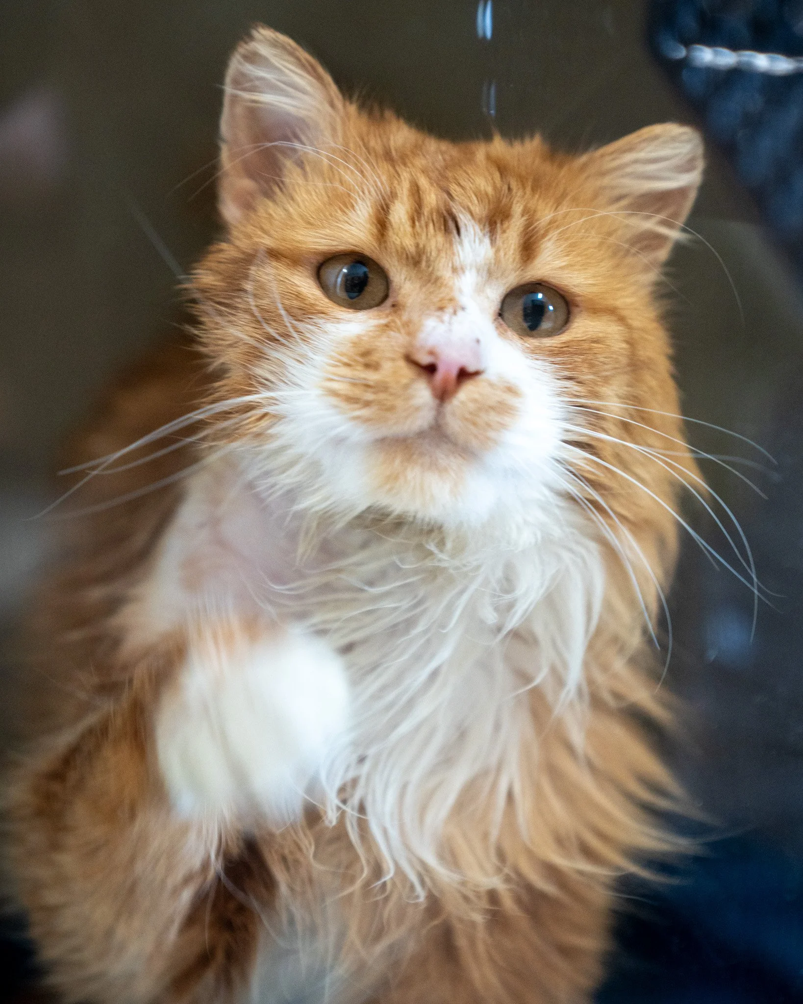 🧡 Calloway 🧡
This is exactly how Calloway knocked on the door of the people who took him in as a stray, and now he's knocking on your heart, hoping to be welcomed into your family!

This 4-year-old, 9.4 pound, Domestic Medium Hair boy has such a lo