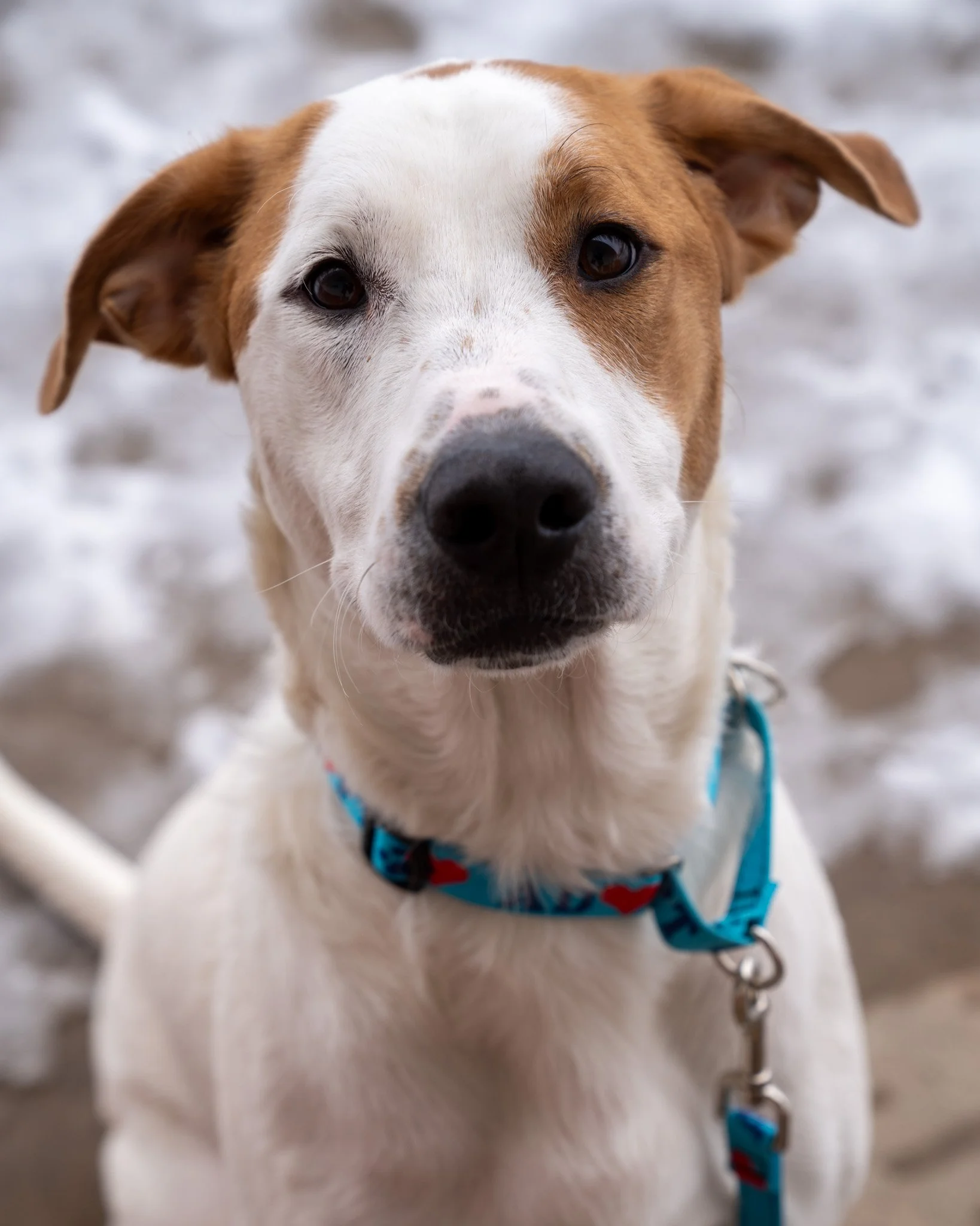 🔔 Bella 🔔
Bella is a 3-year-old, 83-pound, German Shorthaired Pointer mix. This super sweet girl is a true people person who loves nothing more than receiving pets and affection from her favorite humans. Bella is a social girl who has done well liv