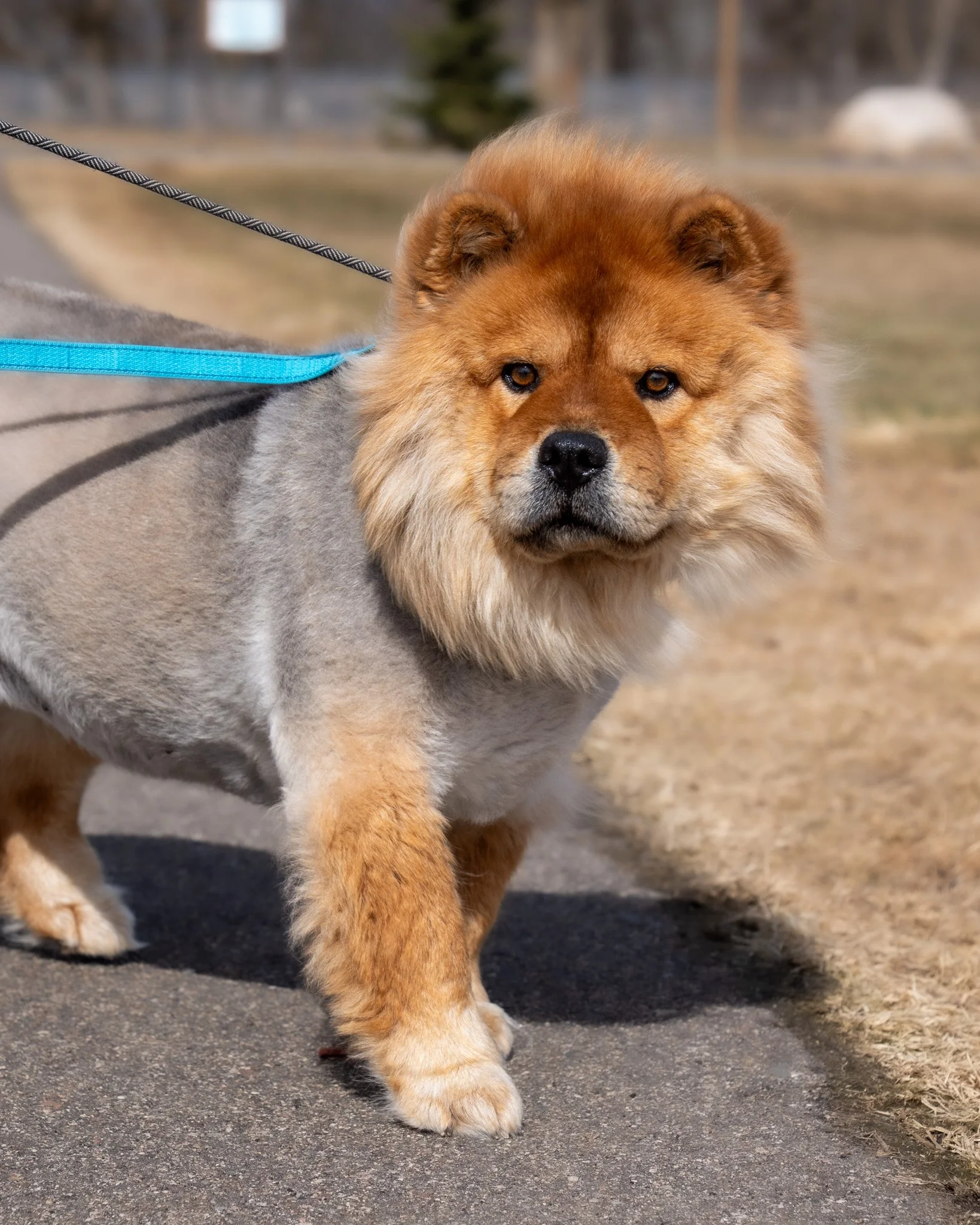 🍞 China &amp; Toast 🍞
Meet China and Toast, a pair of stunning Chow Chows looking for new homes! These girls were surrendered through no fault of their own, and they are now searching for an experienced owner who appreciates the unique nature of th