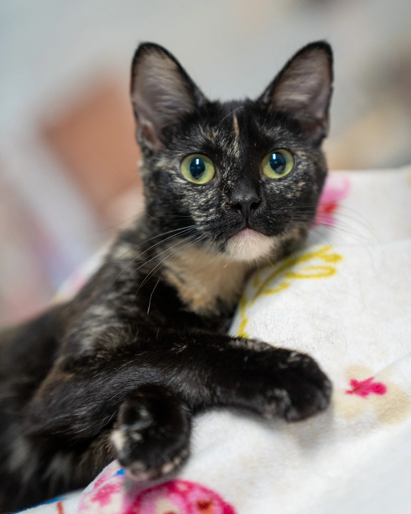 💚 Sara 💚
Meet Sara, a 1-year-old, 5.5-pound, Domestic Shorthair girl with a lovely personality. She's a sweet, sleepy, and lanky girl who easily connects with everyone she meets. She came to us from a home with a few too many animals. Because of th