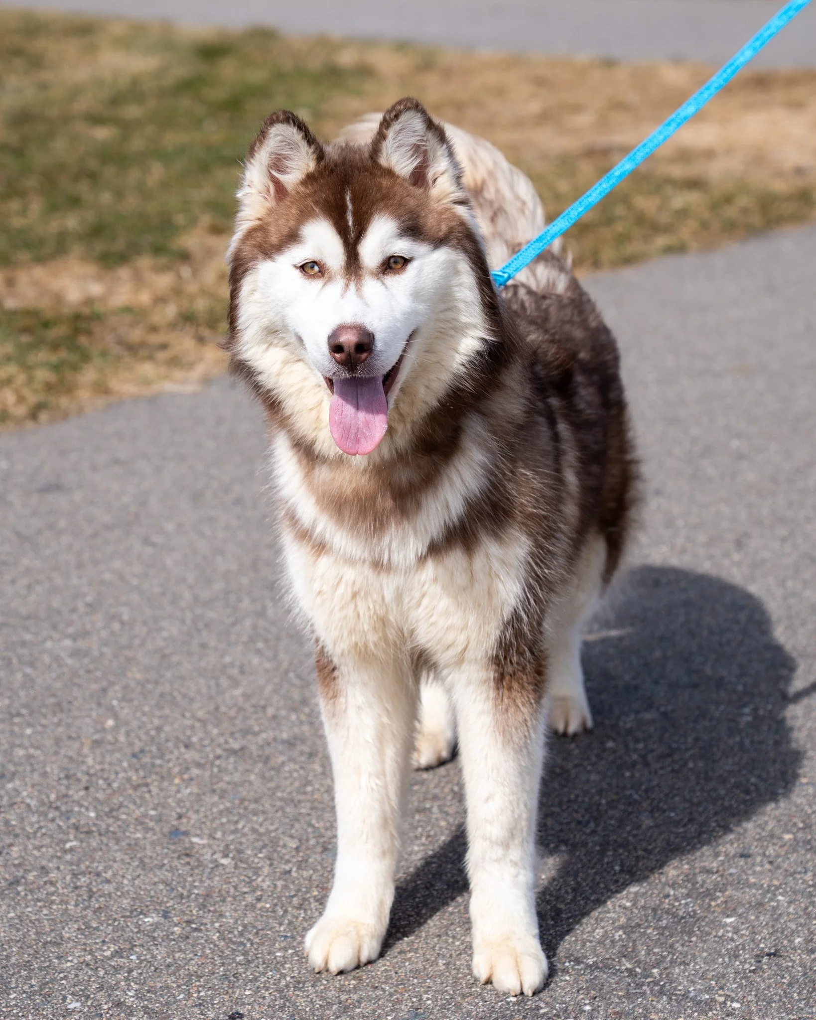 🌾 Marley 🌾
This pretty girl is a one-year-old, 43-pound Siberian Husky mix who was originally found as a stray alongside a highway. Unfortunately, she was never claimed, but we believe she must have lived in a home at some point! She&rsquo;s a lovi