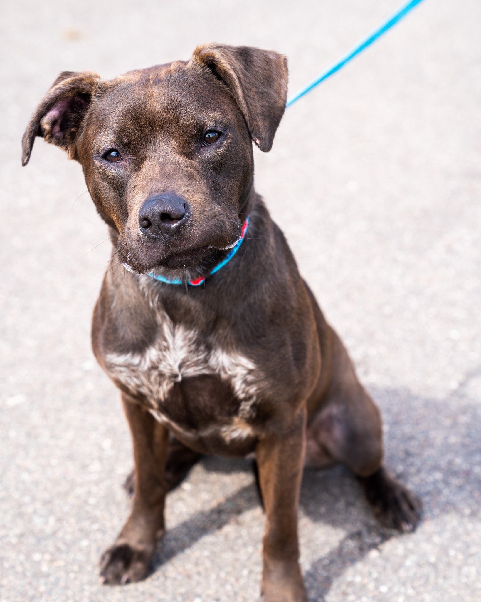 🌝 Luna 🌝
This girl is a one-year-old, 46-pound Lab, Shepherd, (and so much more) mix who has come such a long way! She had a hard time transitioning into the shelter, but she's become a confident and loving pup in the past few weeks. Luna previousl