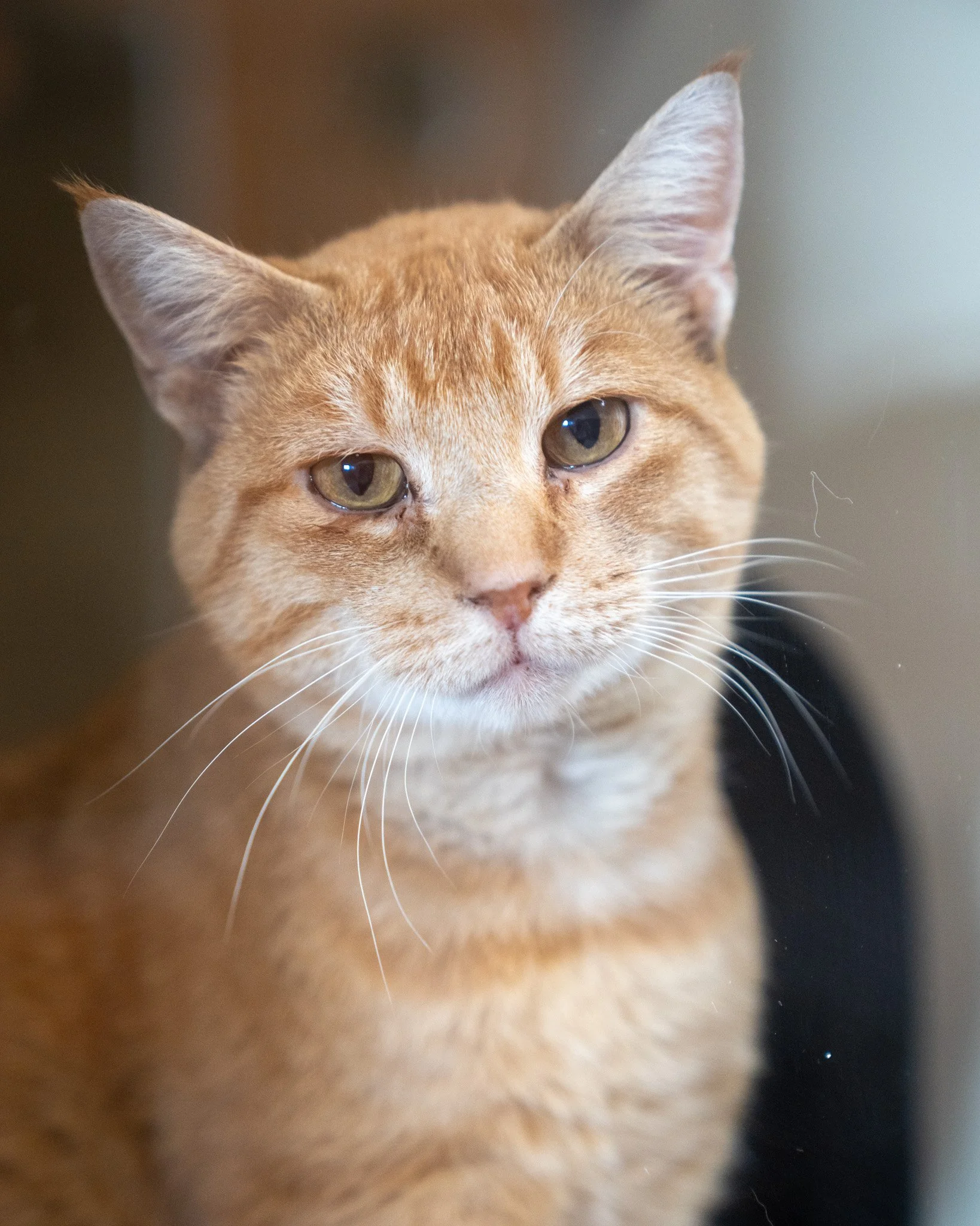 🦆 Mallard 🦆
Quack quack! Except this guy&rsquo;s not a quack - he&rsquo;s an expert in the field of being cuddly and peaceful. Mallard is a 3-year-old, 10.2-pound Domestic Shorthair cat who showed up one day in someone's yard and meowed his way int