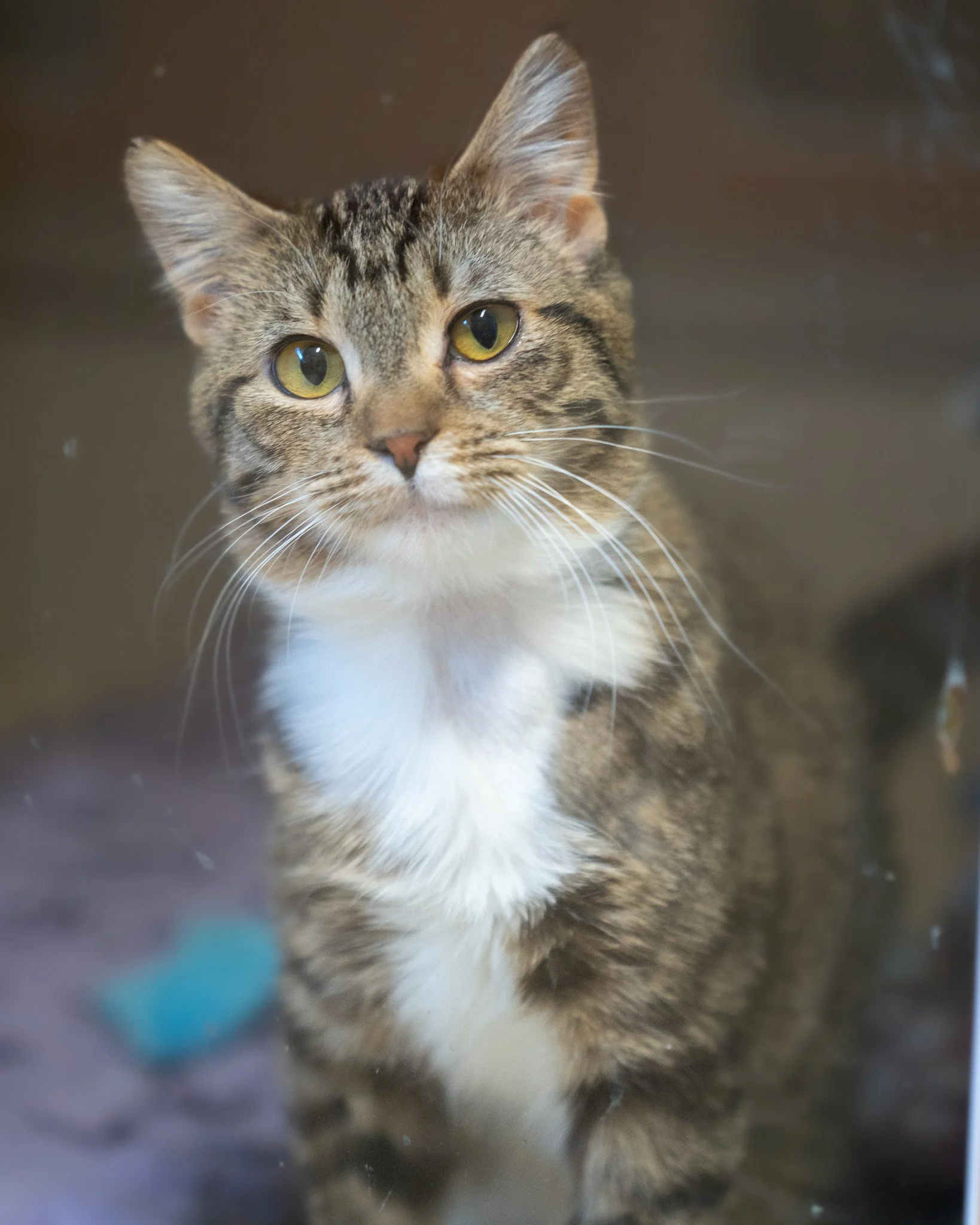 💙 Indigo 💙
Do you believe us when we say these pictures are of the same cat? 😢Indigo has become an entirely new cat after coming to us as a sickly, underweight stray. Throughout her entire healing process, she remained incredibly gentle and sweet 