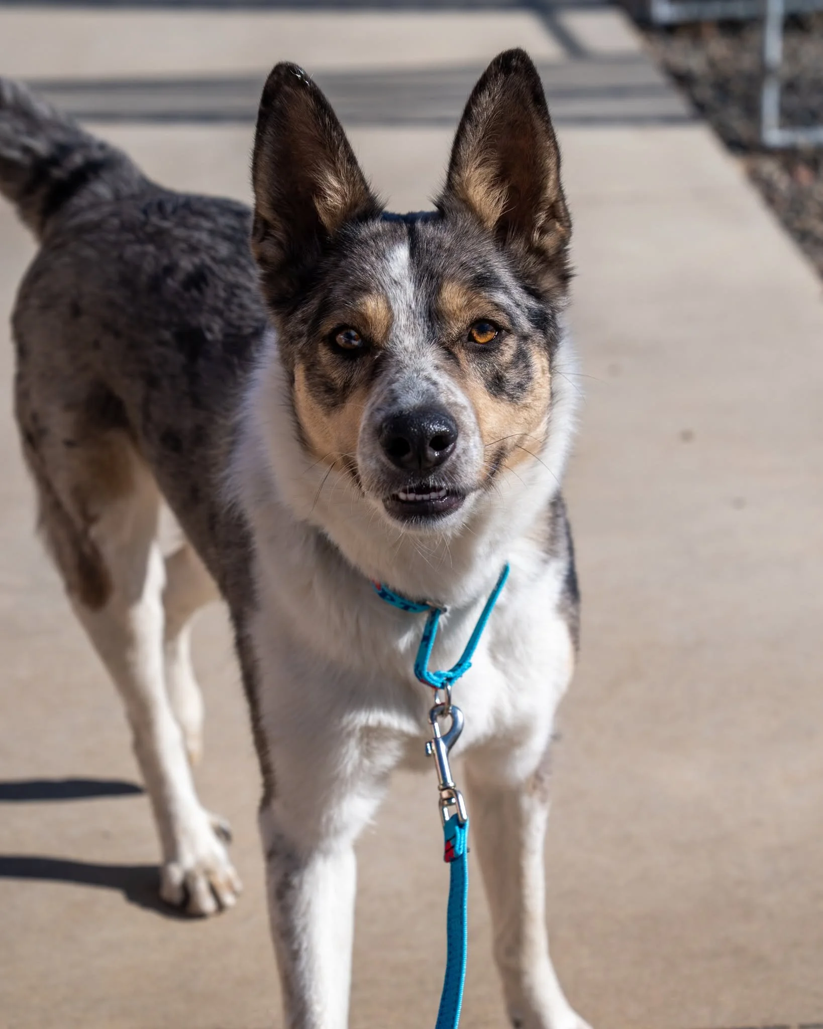 😗 Lou 😗
Meet Lou! This guy is a three-year-old, 52-pound Australian Shepherd mix who's a total catch! Lou was originally found as a stray and transferred to us from another shelter, so while we don&rsquo;t know a lot about his history, we&rsquo;re 