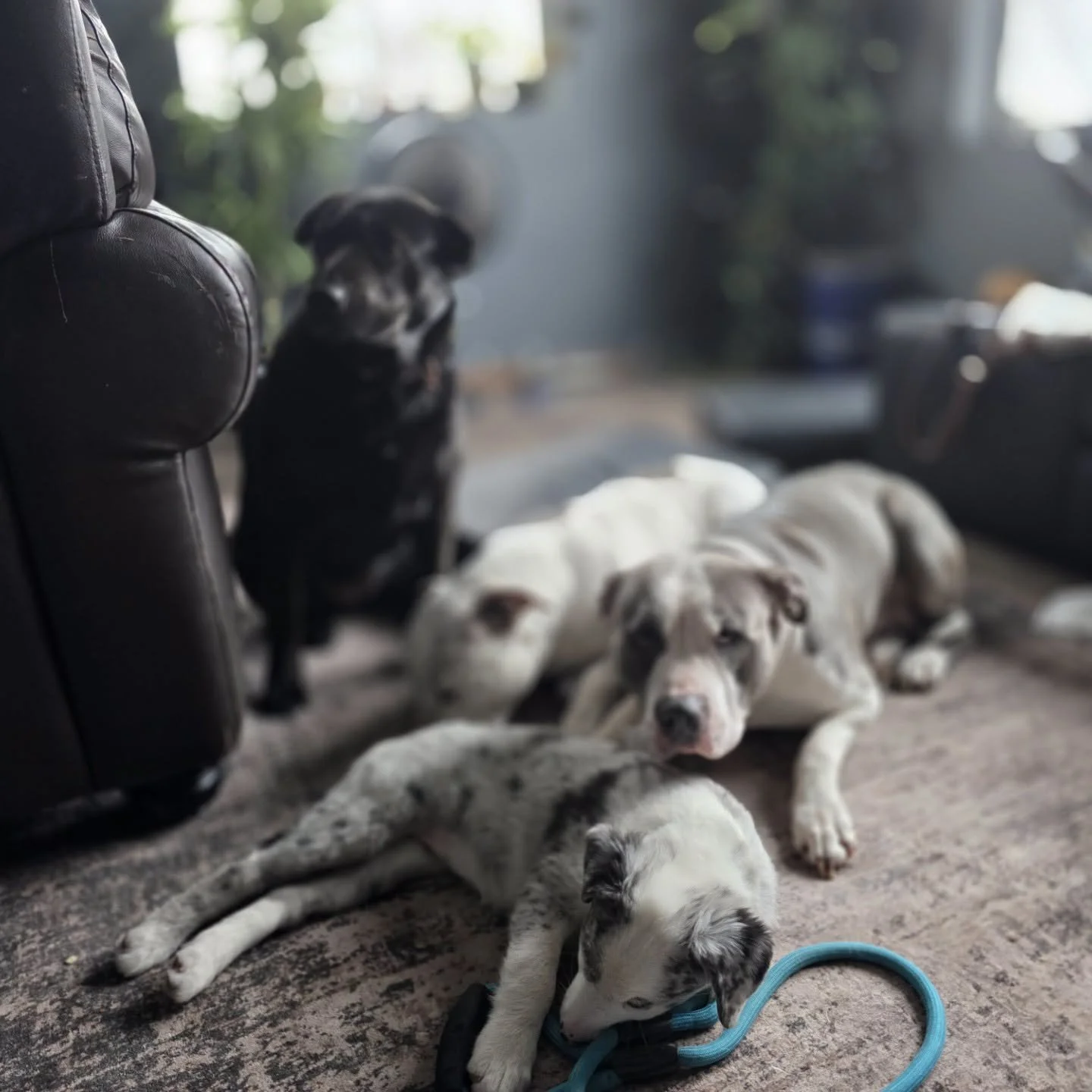 ✨ Success Story Sunday ✨

Not one, not two, but THREE Babinski animals are part of this loving family. We're so grateful to know they've all become best buddies. 🥹 Here's a lovely update from their owners:

"Reign (black Lab/Shepherd mix)  is i