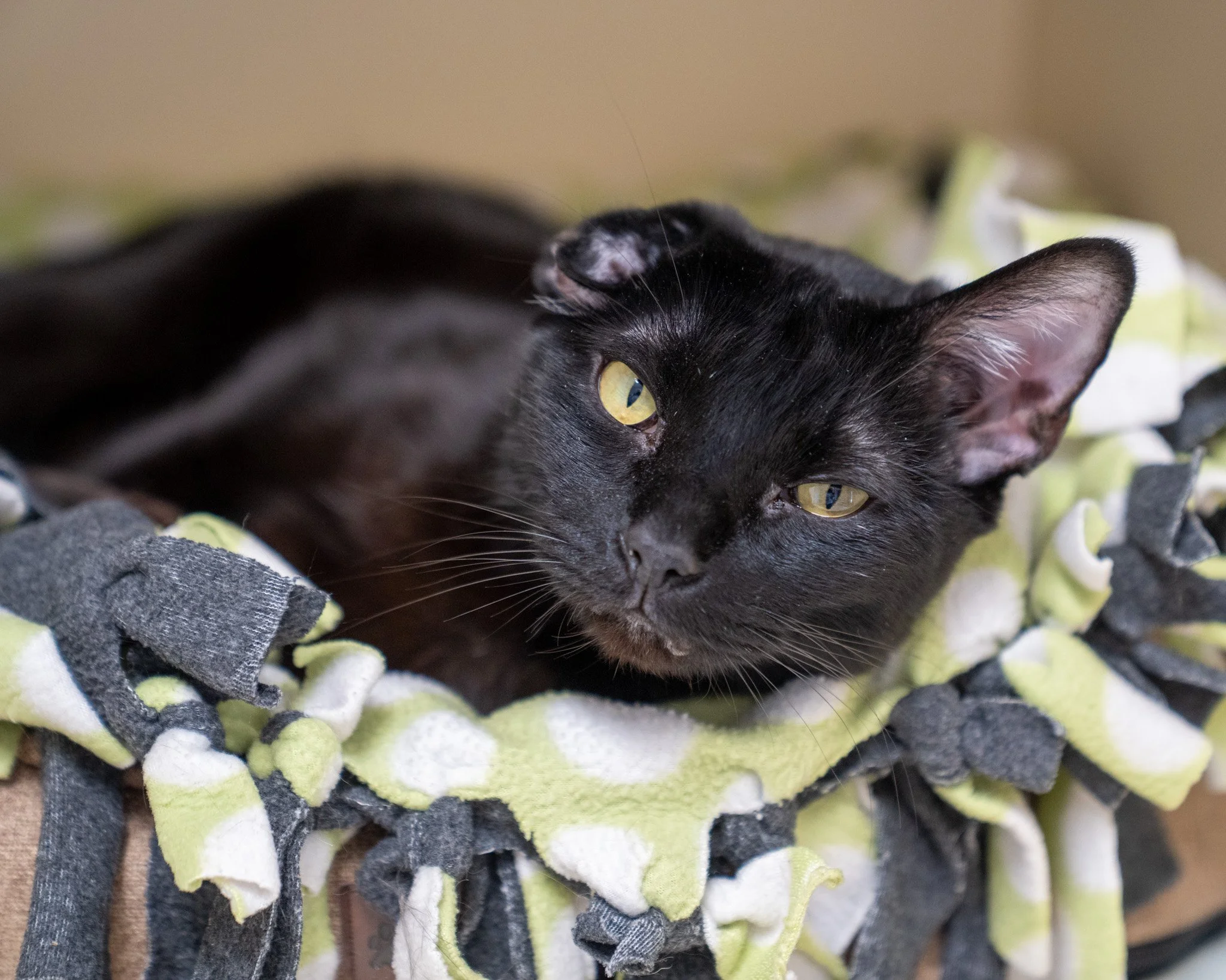 🖤 Fluffy 🖤
Fluffy is a 4-year-old, 13-pound Domestic Shorthair cat with a very steady, friendly personality. He lost his home when his owner&rsquo;s housing situation changed, and he was brought to the shelter alongside his housemates. Because he's
