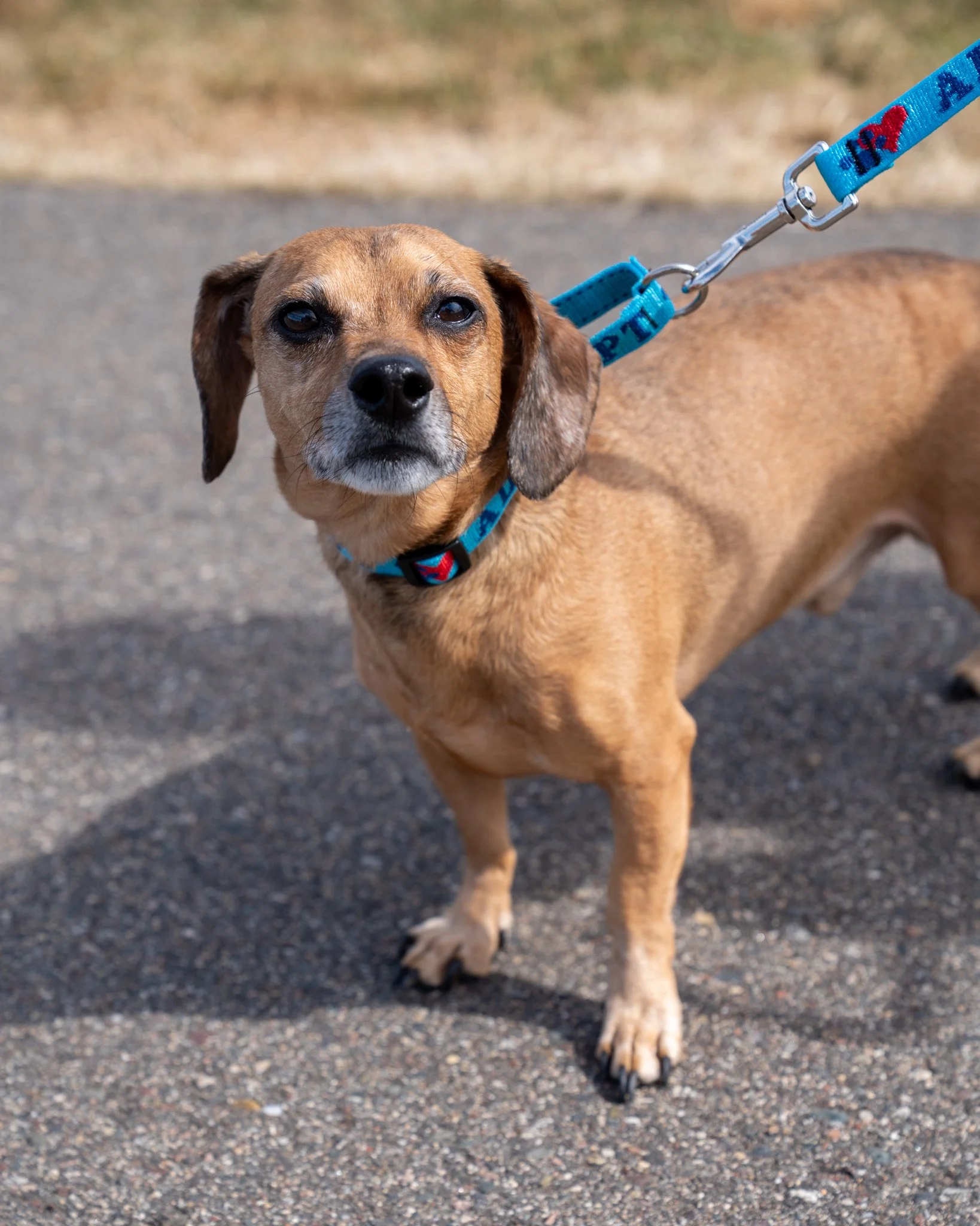 🙂&zwj;↕️ Cooper 🙂&zwj;↕️
Yes, just keep happily nodding your head yes all the way until the adoption papers are signed! Cooper is a 7-year-old, 18-pound Dachshund mix who is so sweet we can hardly stand it. Sadly, he came to our shelter after his o