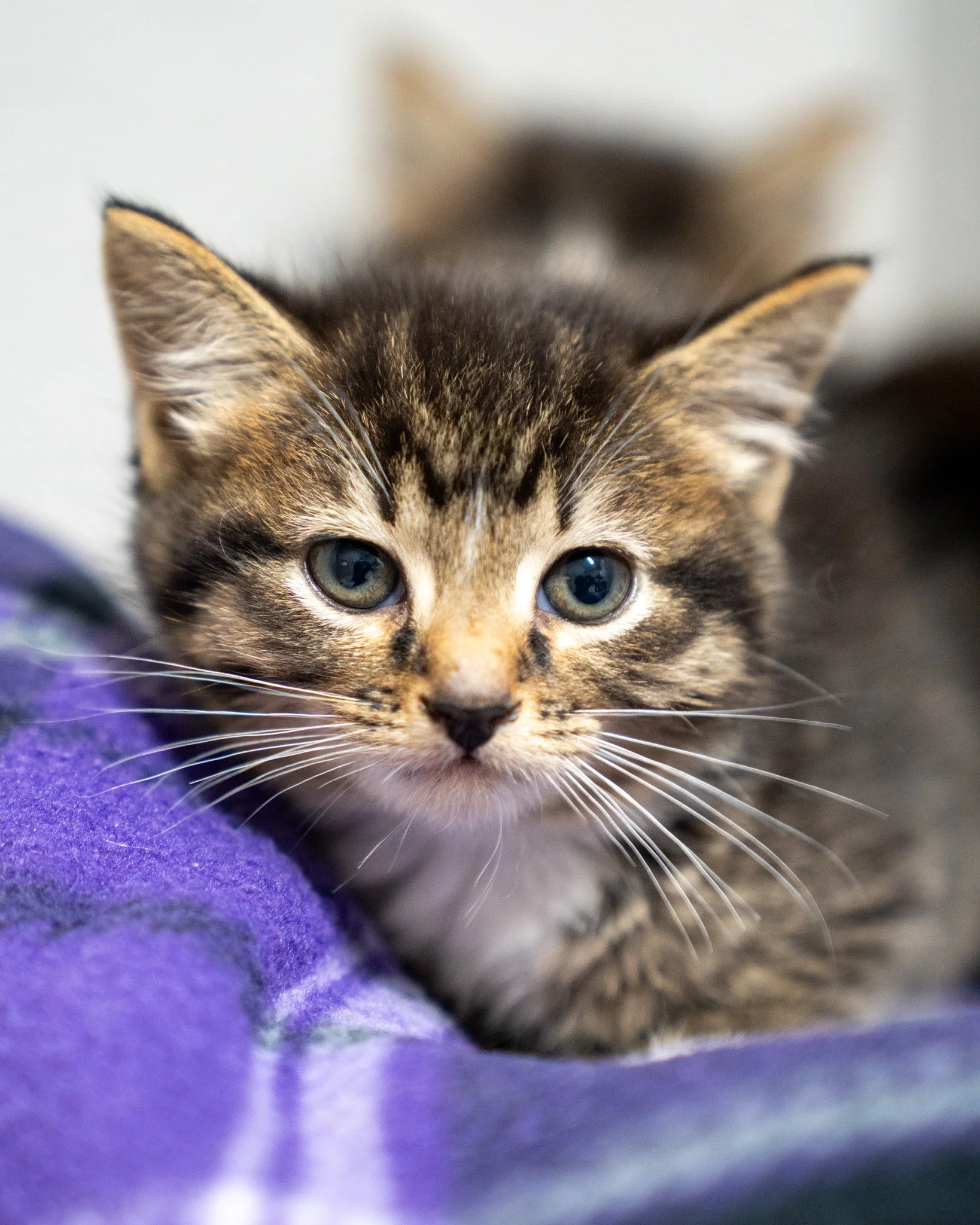 🤪 Looney 🤪
This is Looney, but you're looney too if you don't want to take this girl home! Looney is a 7-week-old Domestic Shorthair kitten who was born here at the shelter to an incredibly sweet mom. She's a shy cutie who finds comfort in other ki