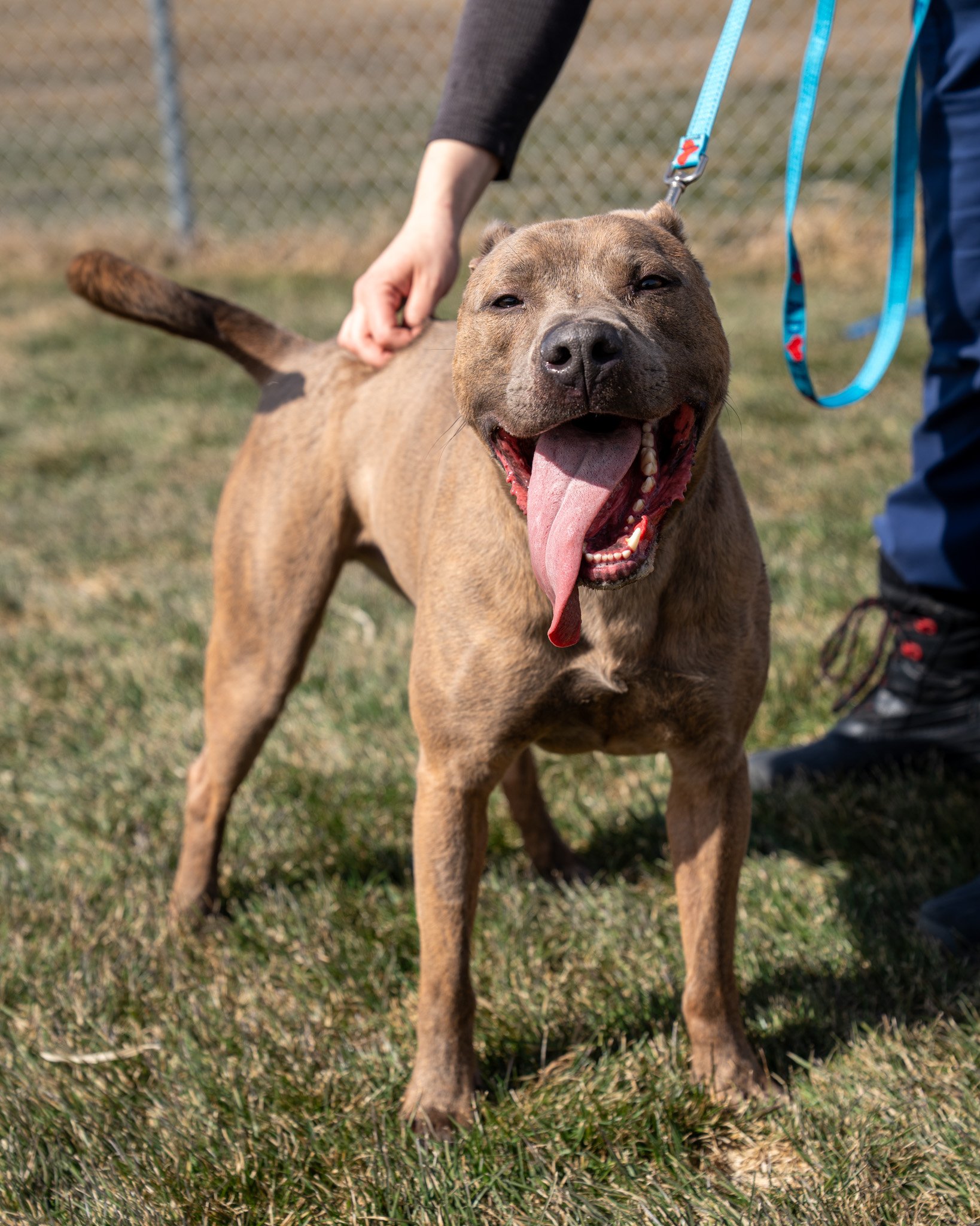 🐊 Gator 🐊
Crikey, mate! This one's a beauty! This striking boy is a two-year-old, 52-pound Pit Bull mix. He's a funny and cheerful boy who will make you smile til your cheeks hurt!

Gator is the perfect mix of lazy and energetic. He knows how to ch