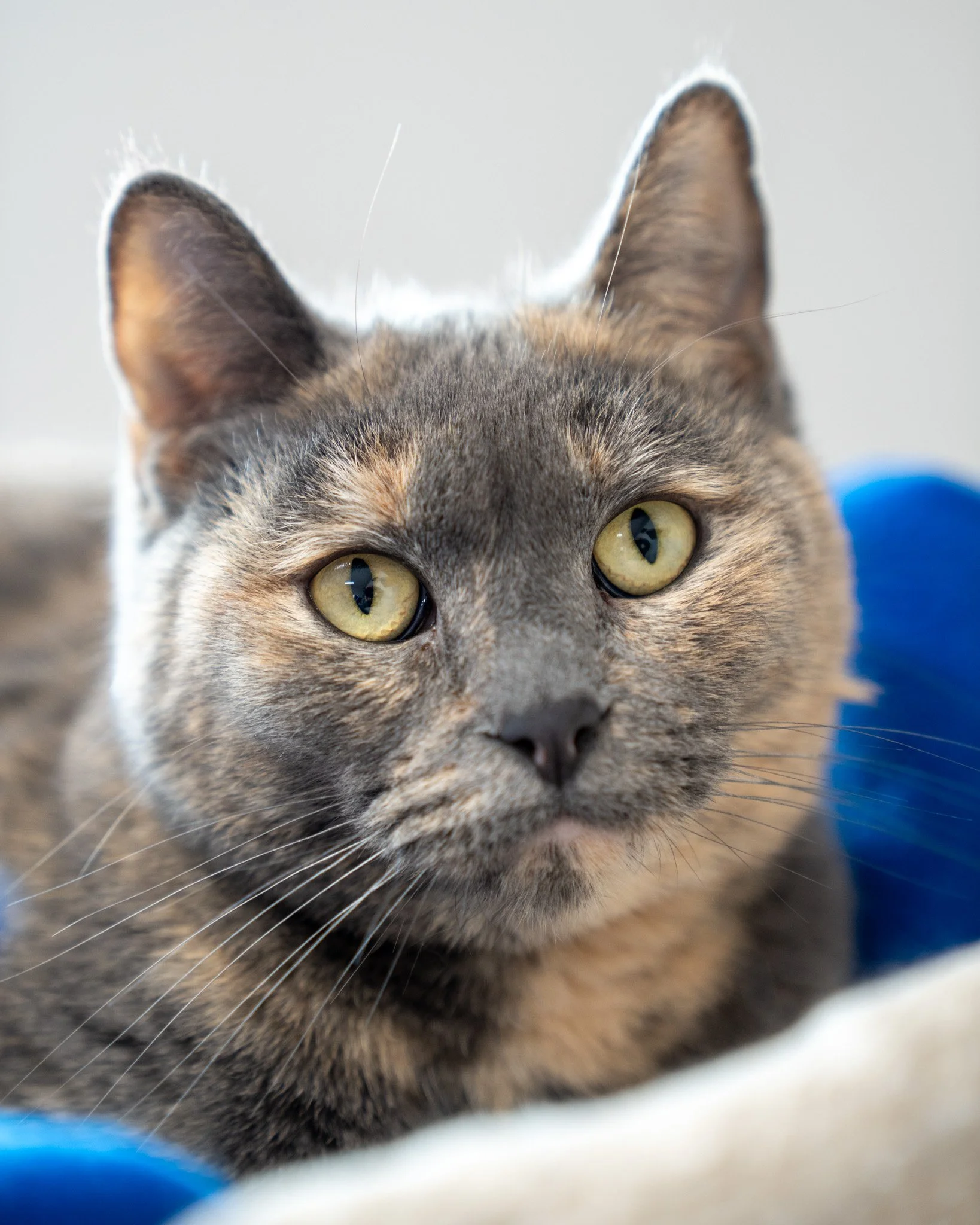☁ Kumo ☁
Kumo is a sweet but shy girl who resides in our cat community room. She&rsquo;s a 2-year-old, 7-pound cat who just loves to chill! She enjoys her cat roommates, and you can most often find her snuggling up with one of them or curled up in th
