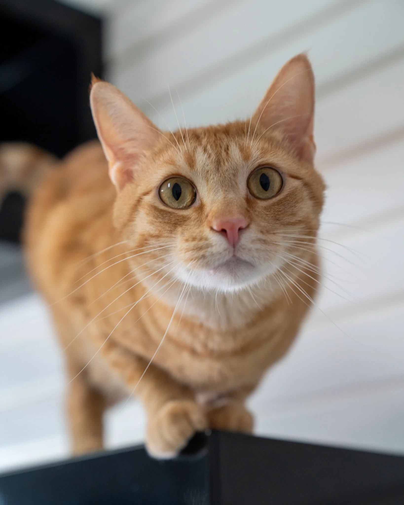 😻 Abe 😻
It's Abe-out time you take this guy home! Abe is a 3-year-old, 10-pound Domestic Shorthair cat with a sharp, energetic, and loving personality. He's a silly guy who loves to perch on the highest point of the room to observe all that goes on