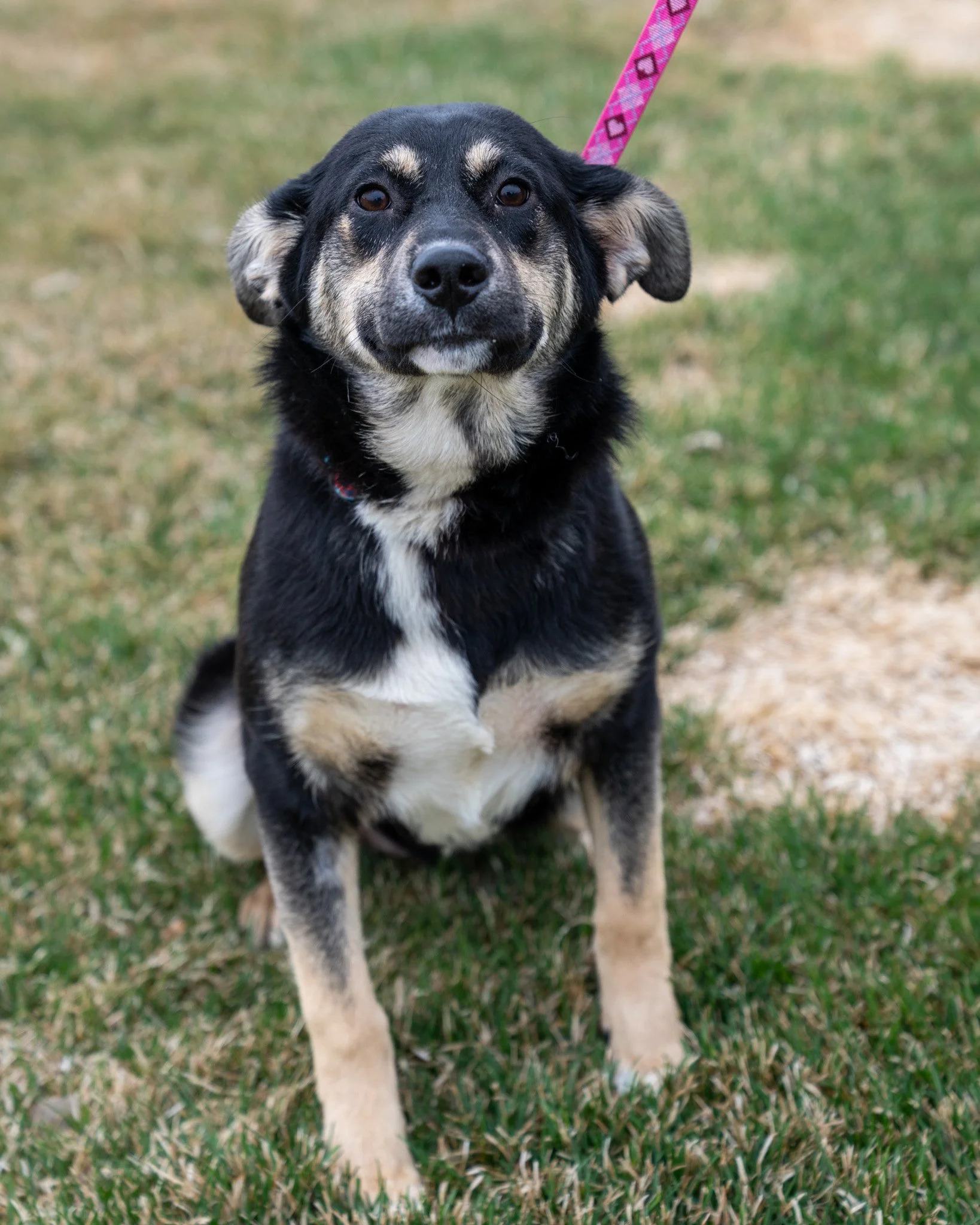 ❤ Four Second Chances ❤
These four darling dogs almost didn't make it past last week. After arriving as strays at a high volume shelter in Polk County, Georgia, they were down to their final options. In a facility drowning in intakes, they had only t