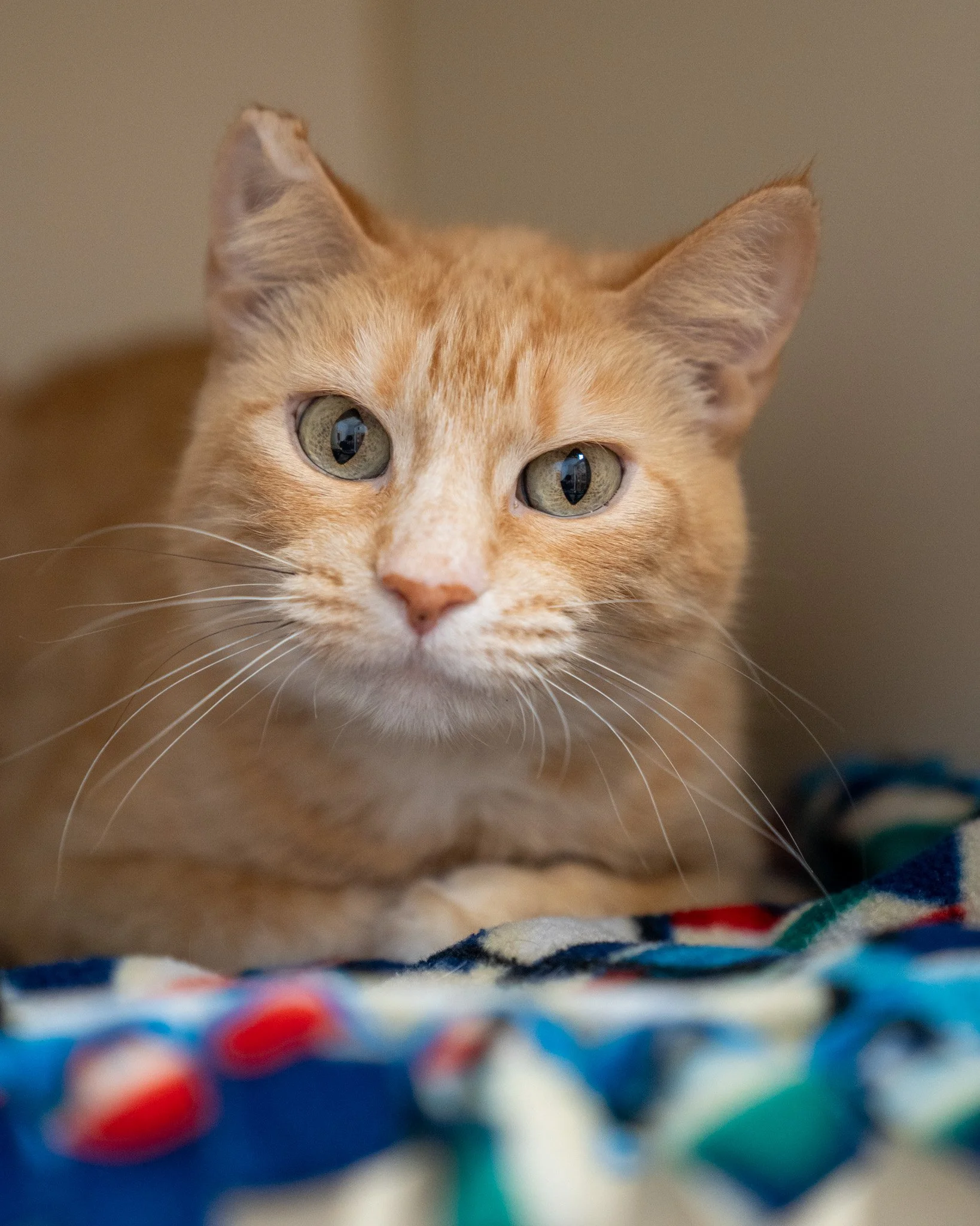 🧈 Butter 🧈
This beautiful gal is a 5-year-old, 6.25-pound Domestic Shorthair cat! Butter arrived at the shelter alongside other cats and dogs after their owner fell on very difficult times and was not able to provide proper care for her animals.

I
