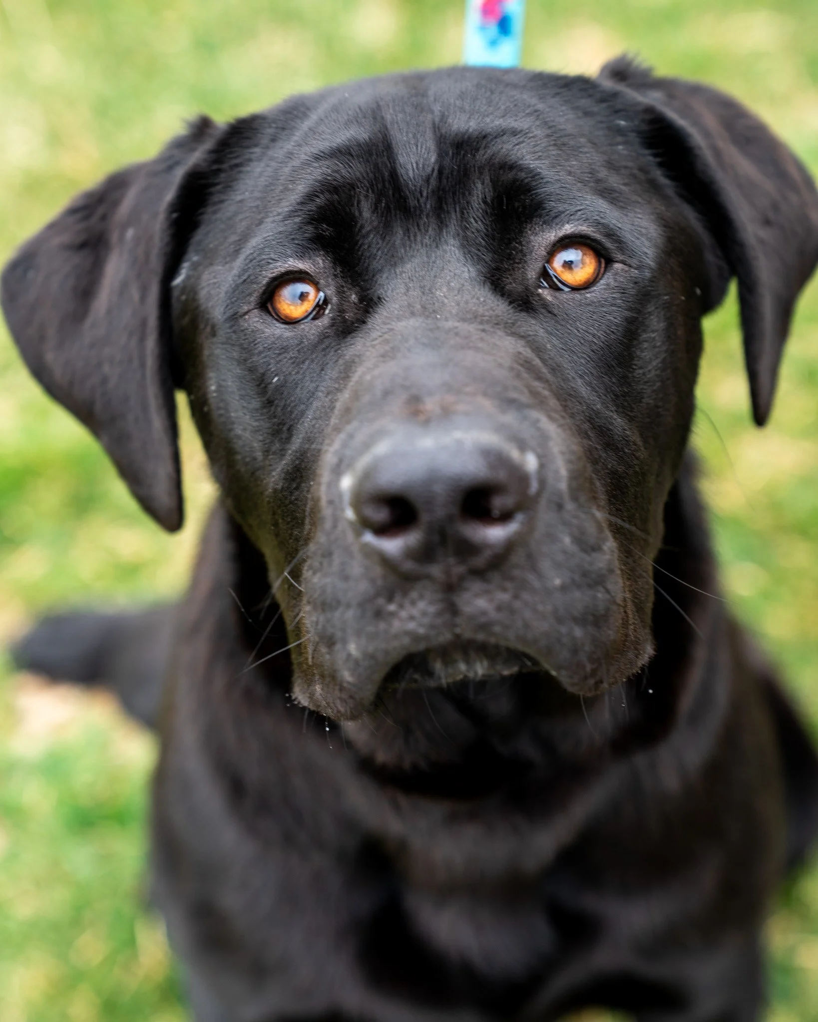 🖤 Arno 🖤

Arno? More like Ar-yes!

This big guy is a seven-month-old, 80-pound Cane Corso, Mastiff, and Retriever mix - what more could you want?! Arno was part of an accidental litter, and when his owners were unable to find a home for him, they b