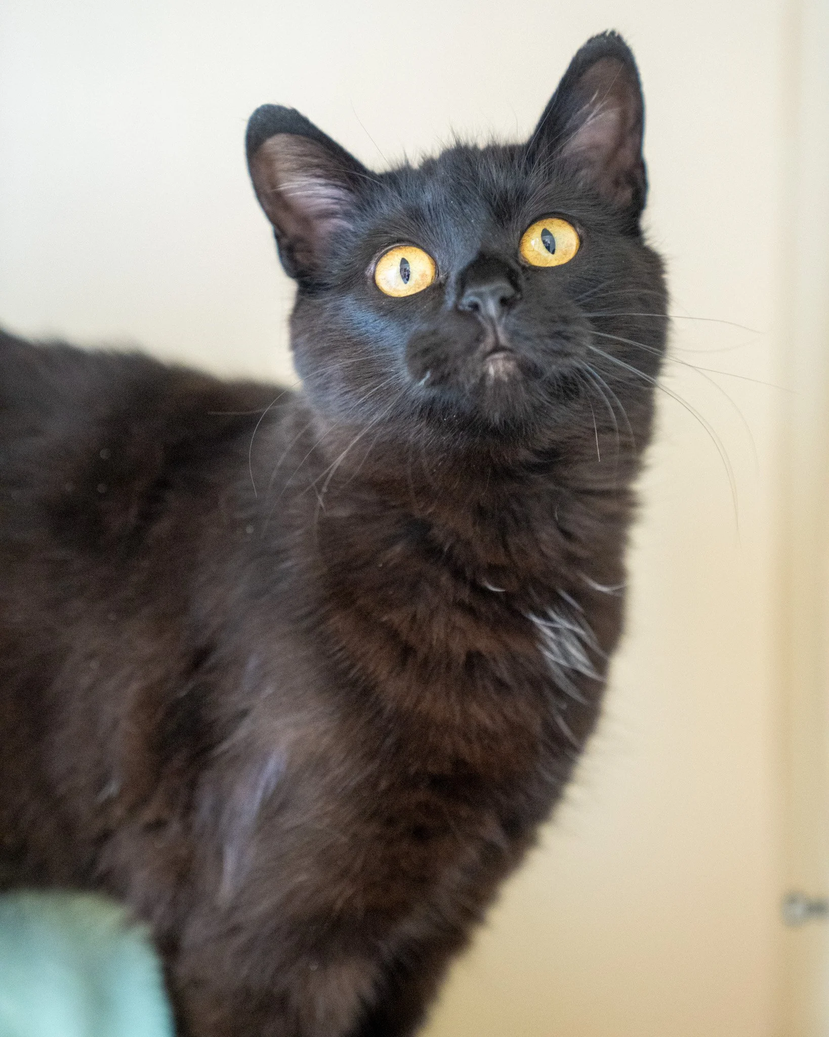 🥰 Markie 🥰
Meet Markie! An 11-month-old, 7.5-pound Domestic Shorthair cat who has, on multiple occasions, been referred to as "the nicest cat I've ever met." She was found as a stray and cared for by the people in her neighborhood for a f