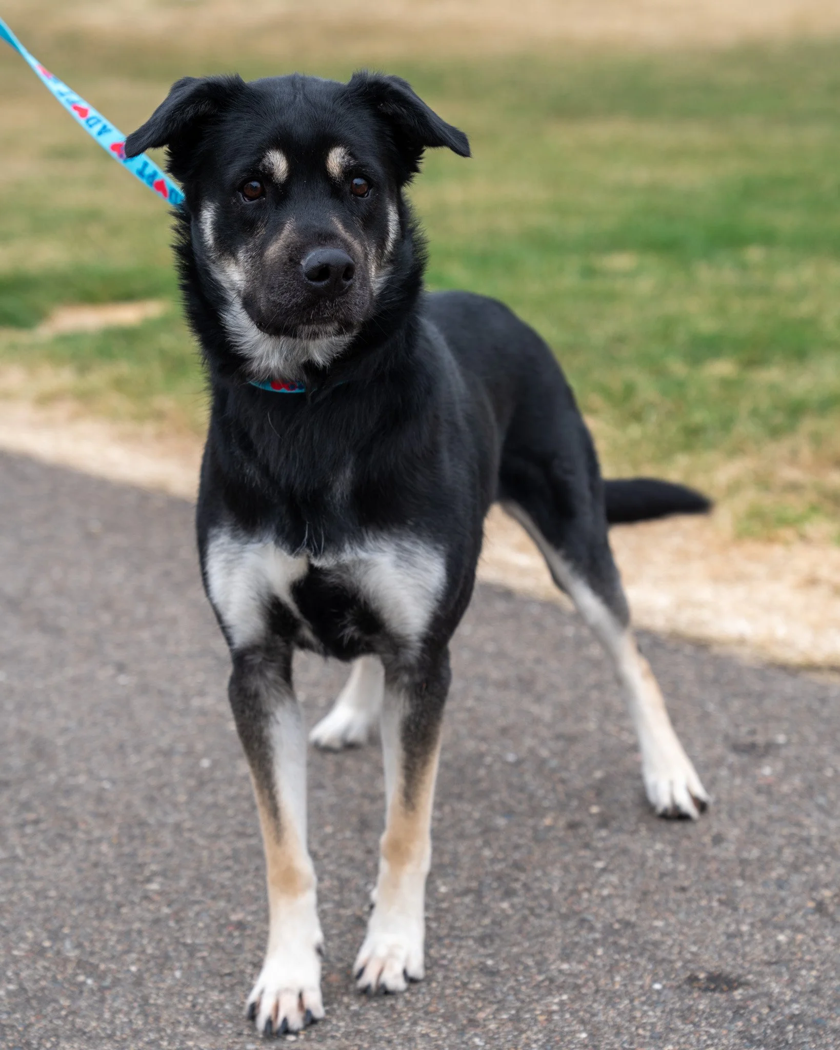 ❤ Ellie ❤
Sweet Ellie girl is a 2-year-old, 66-pound German Shepherd mix with the cutest snout and puppy dog eyes! She was surrendered to the shelter when her owners could, unfortunately, no longer care for her. She's an affectionate gal who loves to