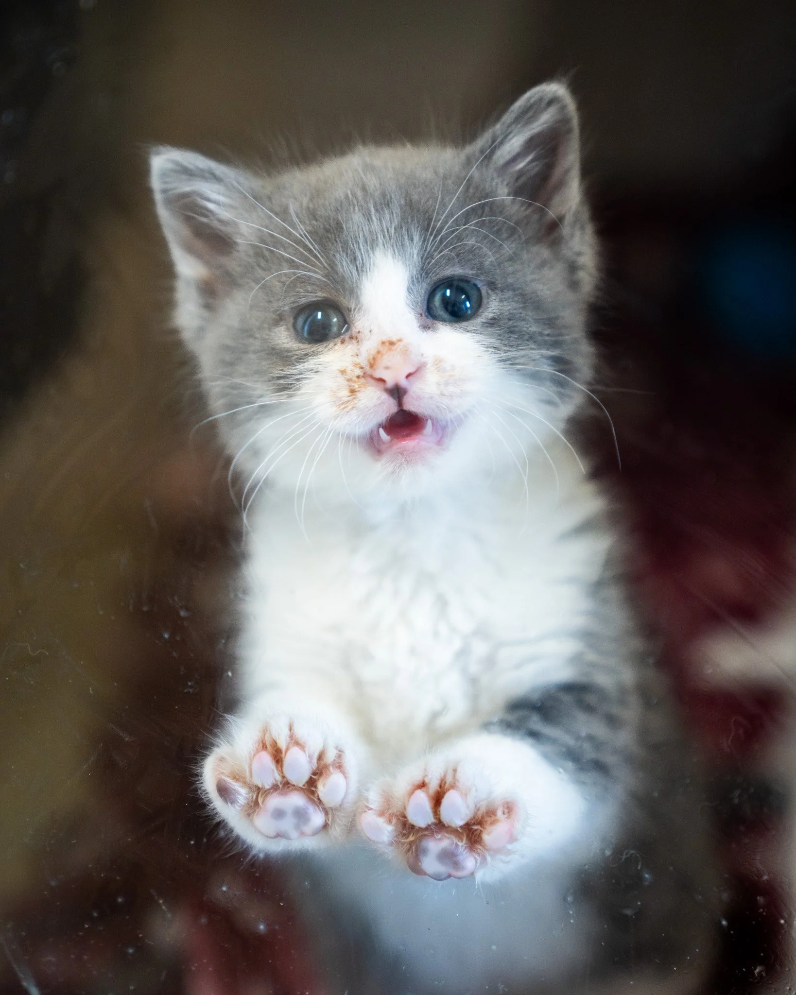 😇 Clara 😈
Clara spends her time switching between the angel and the devil on her shoulders. One moment, she&rsquo;s the sweetest, most exhausted cutie and the next, she&rsquo;s starting the most adorable boxing match with you!

She's an 8-week-old 