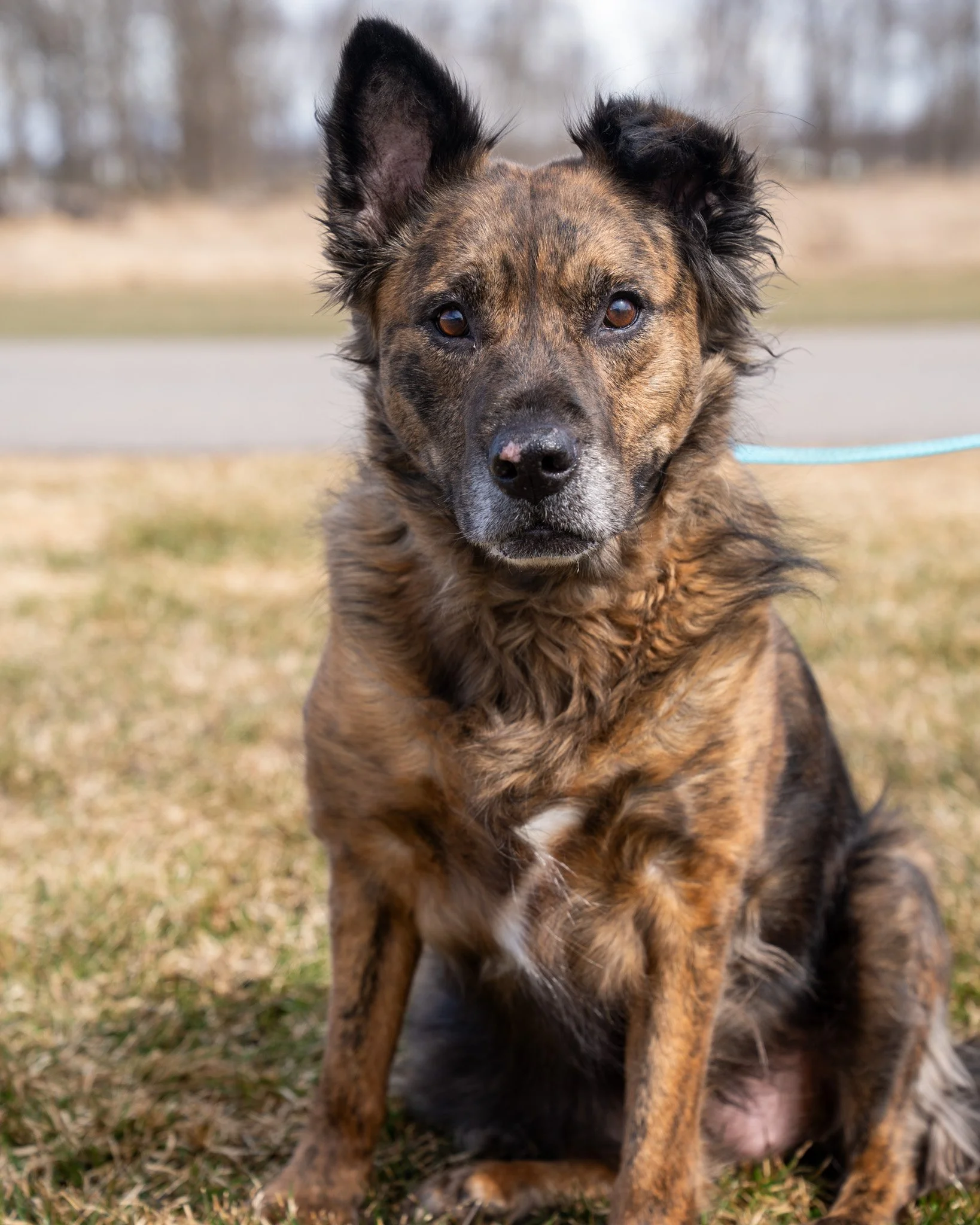 ☀ Rhea ☀

Meet Rhea (pronounced Ray-ah), just like a ray of sunshine!

This 11-year-old, 72-pound Dutch Shepherd mix is ready to bring a calm and loving energy to your home. She's a beautiful, sweet, and very low-key dog. She does well with gentle ch