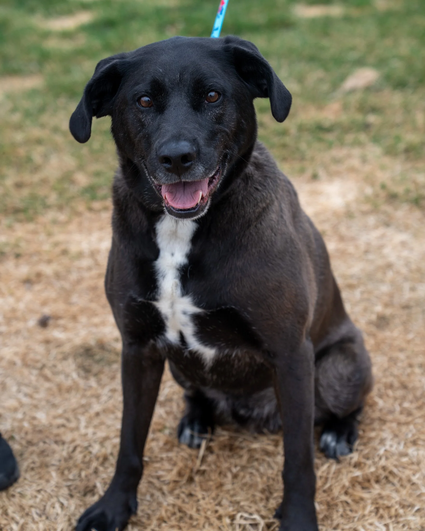 😁 Maverick 😁
Maverick is undeniably a cutie! This 7-year-old, 70-pound Lab mix was surrendered to the shelter when his elderly owners moved to an apartment that, unfortunately, couldn't accommodate him. It&rsquo;s clear he was dearly loved and well