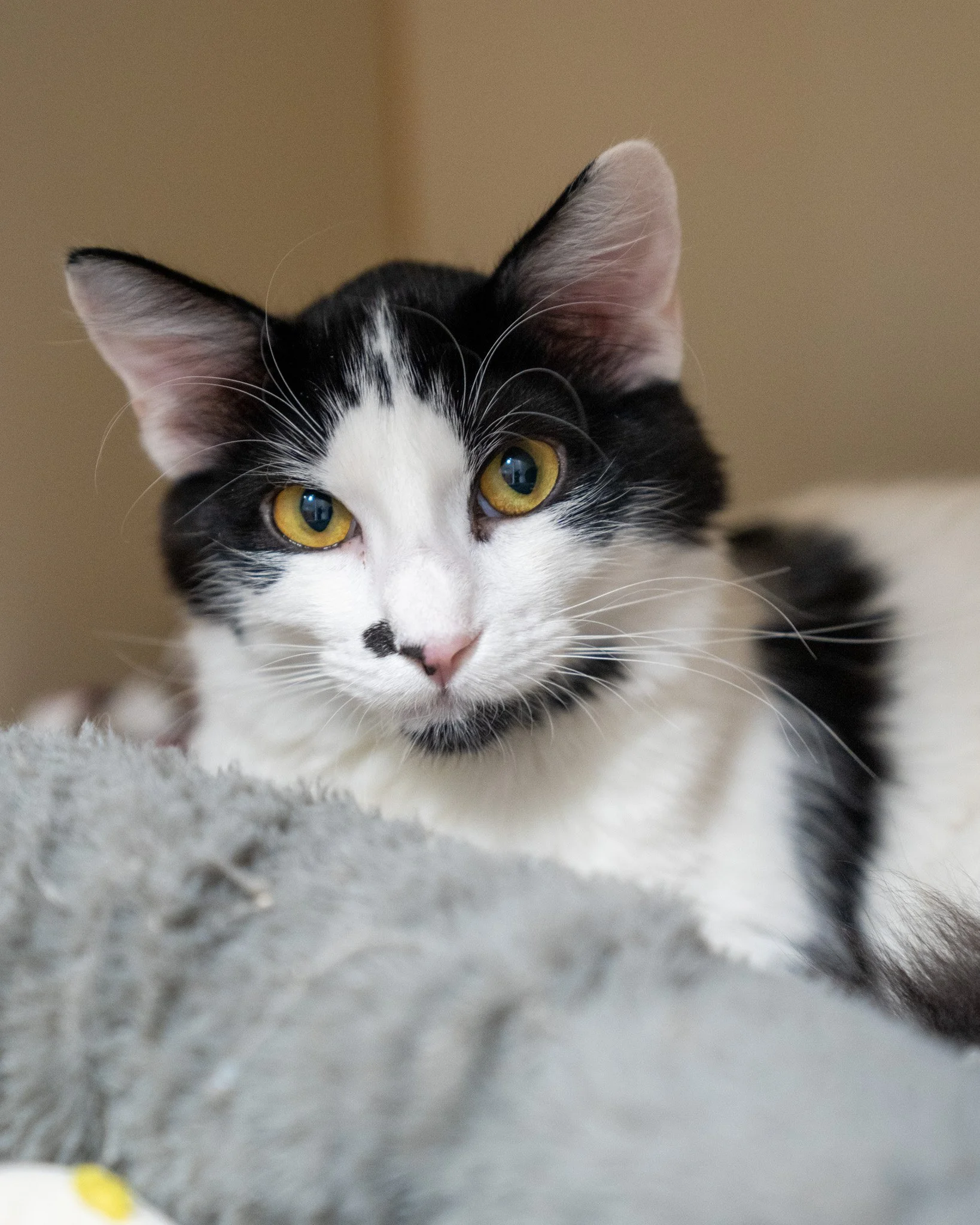 ❤ Dottie ❤
Petite Dottie is a 10-month-old, 6.6-pound, Domestic Shorthair who came to the shelter as a very young mom. Now that her motherly duties are behind her, she is more than ready to get back to being a baby herself!

This silly gal is incredi