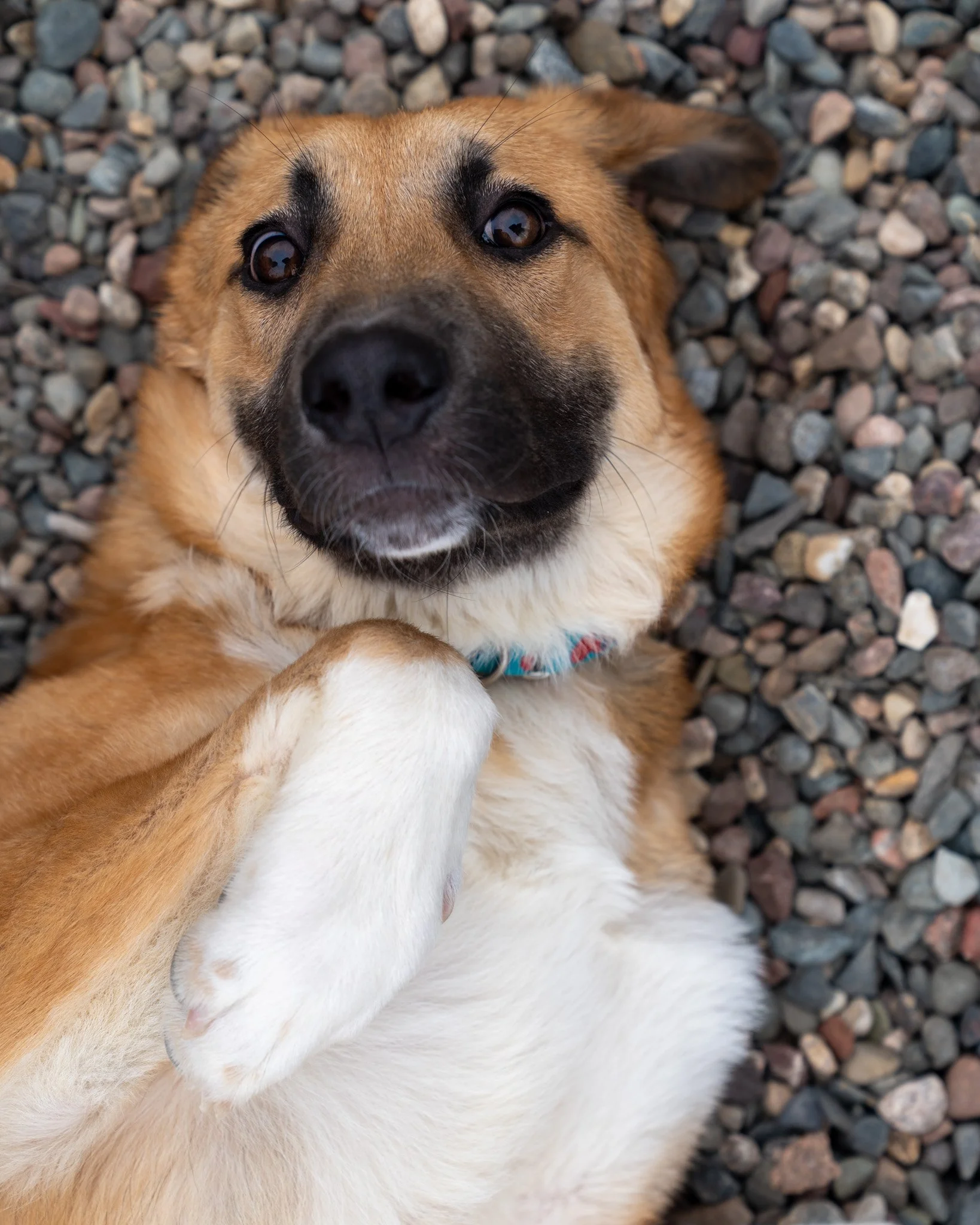 🤗 Buddy 🤗
Buddy is an 8-month-old, 50-pound, Great Pyrenees and Australian Shepherd mix. He is a shy but incredibly sweet boy who is looking for a patient leader to show him the ropes. While he has a few puppy anxieties to work through, he is alrea