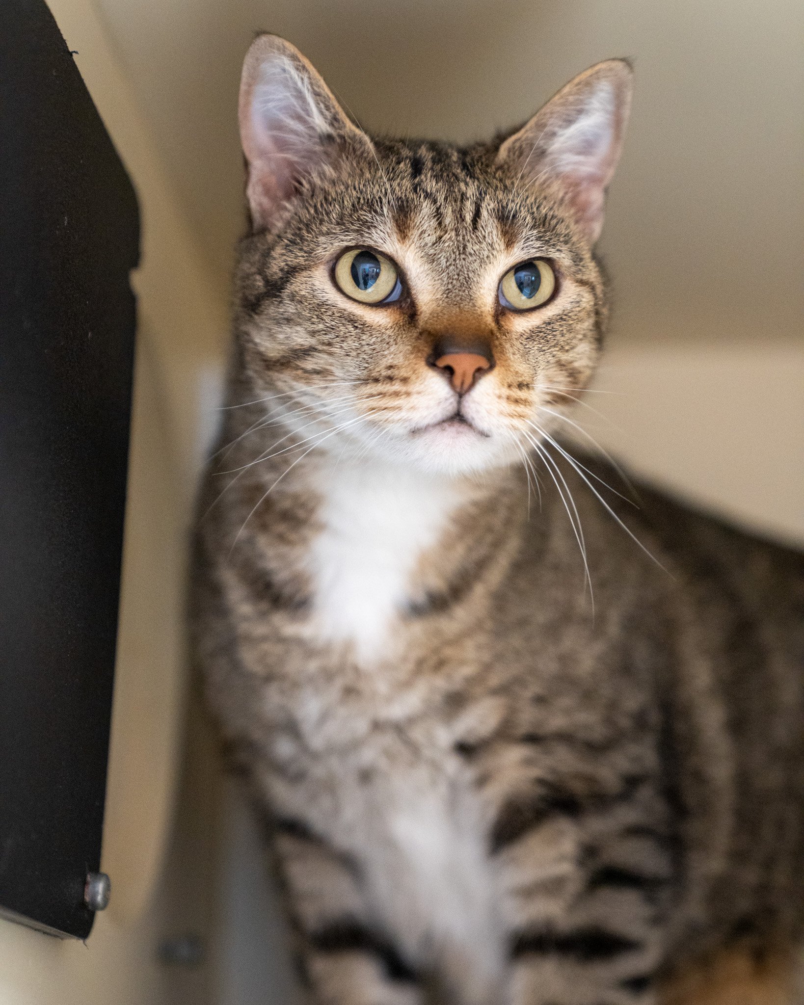 😘 Hank 😘
Hank says tHanks for thinking he's the cutest! Hank is a 5-year-old, 13-pound Domestic Shorthair cat who was unfortunately brought to our shelter when his owners moved and were unable to bring him along. He's a friendly, social dude who wo