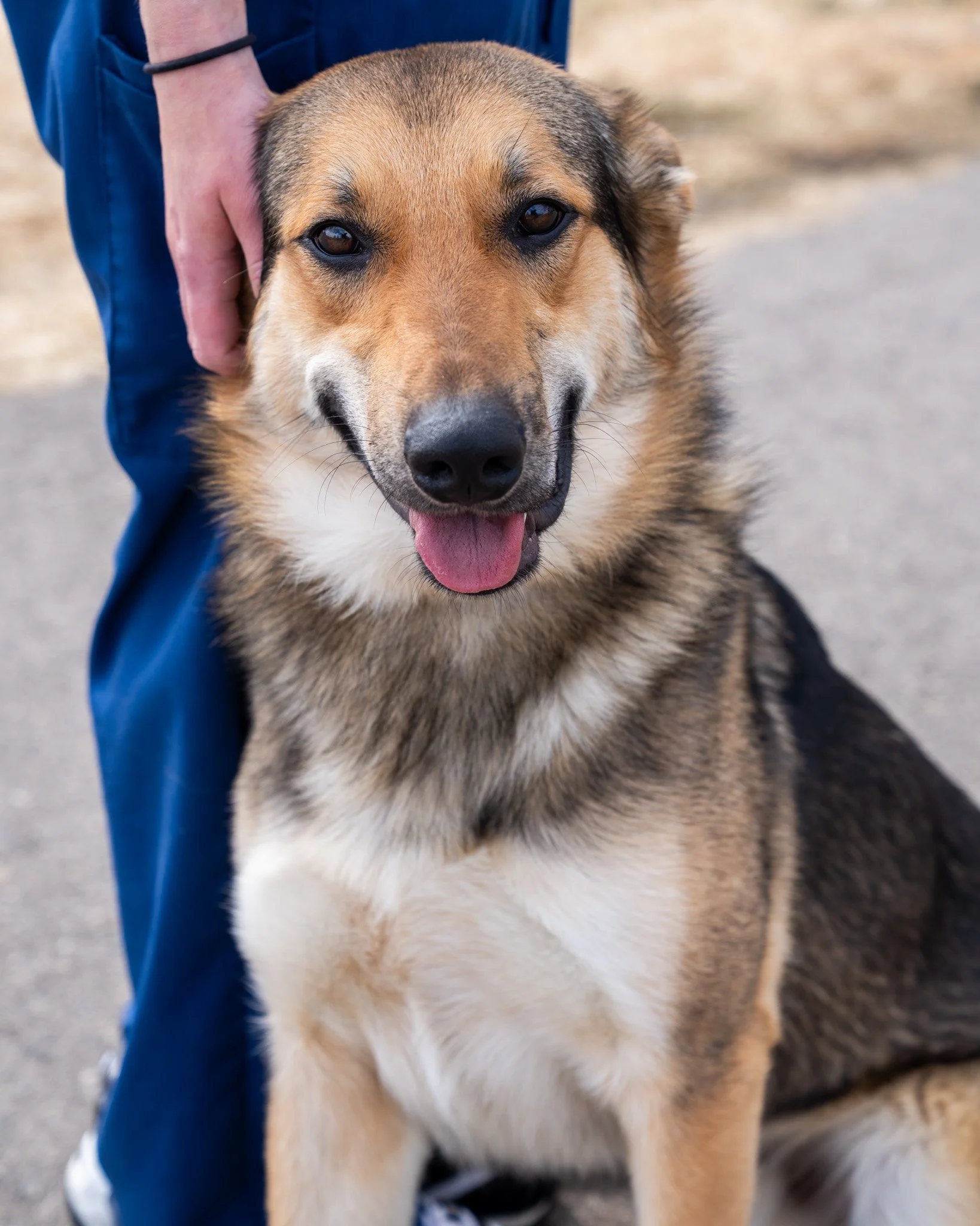 🤠 Malone 🤠
Meet Malone! He's a 2-year-old, 62-pound German Shepherd and Aussie mix who would love to be attached at the hip with you. He's an incredibly sweet and submissive boy who was unfortunately surrendered to the shelter due to severe anxiety