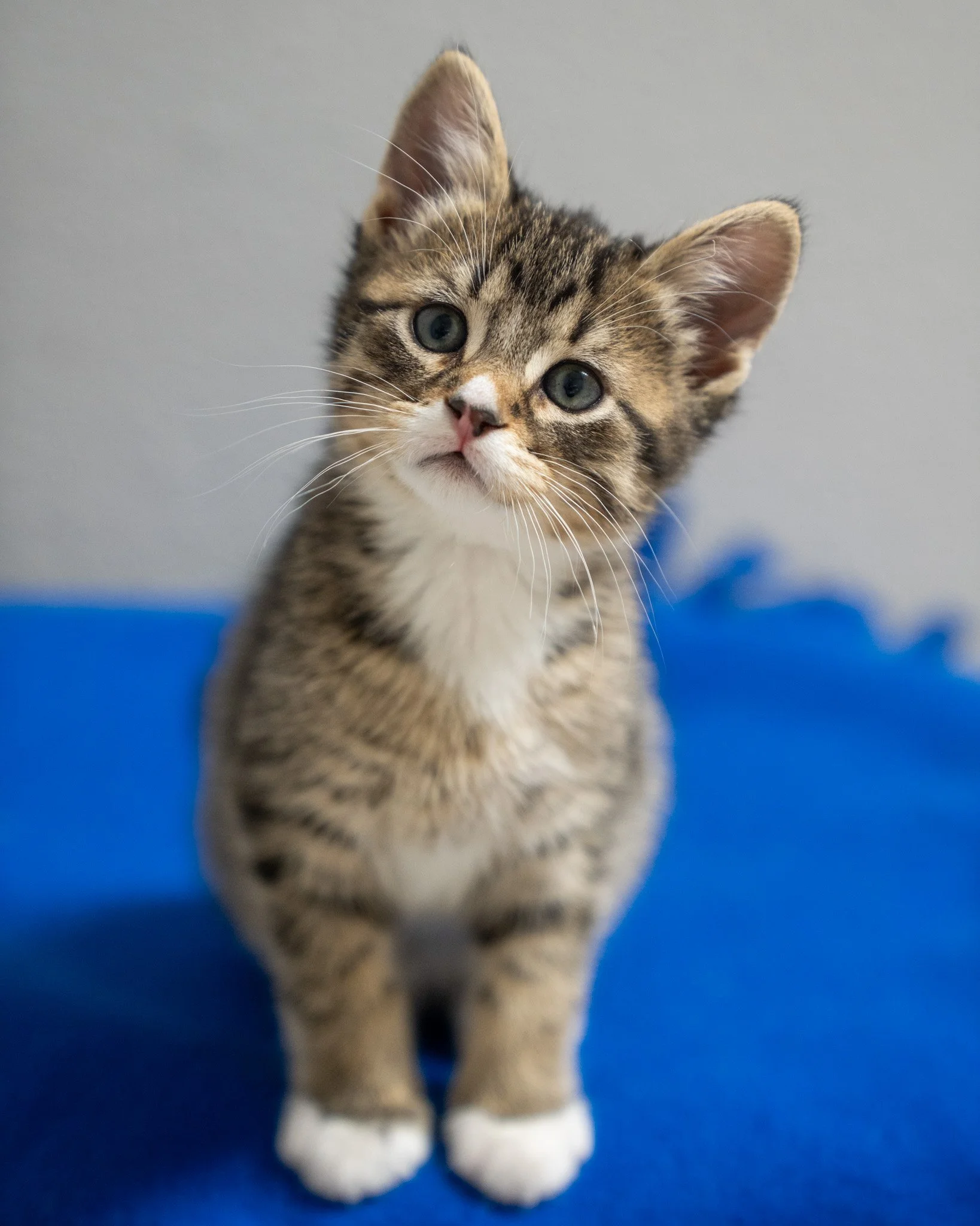 ✨ Mickey &amp; Miles ✨
Meet the "M" boys! These two 7-week-old Domestic Shorthair brothers were part of an accidental litter. Before coming to the shelter, they spent their lives in a home environment being wonderfully socialized. Because o