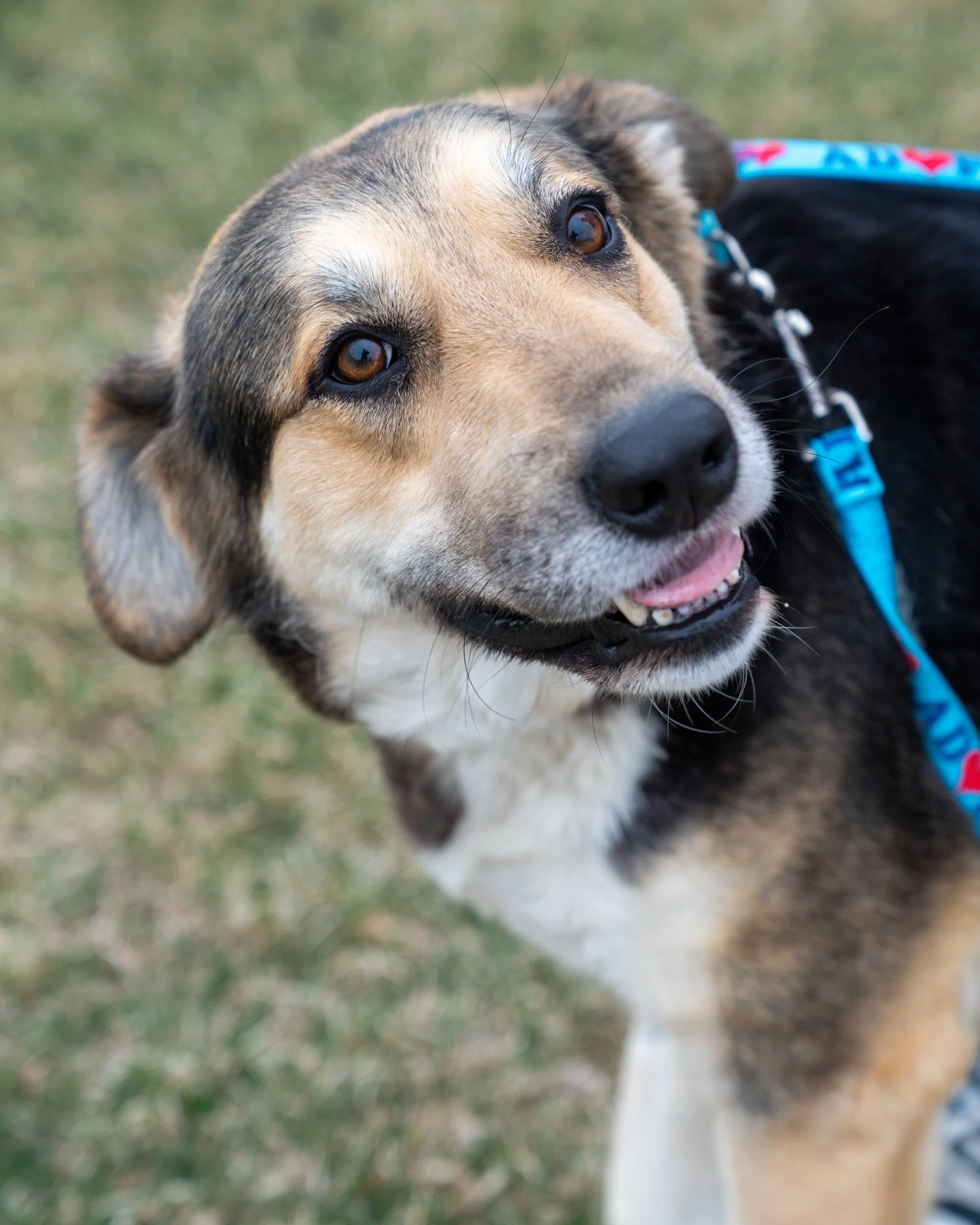 😍 Sue 😍
Meet Sweet Sue! This 3-year-old, 79-pound Great Pyrenees mix was sadly surrendered when her owners moved to a home without a yard. Having lived primarily as an outdoor dog with a heated shelter, Sue wouldn't have transitioned well into thei