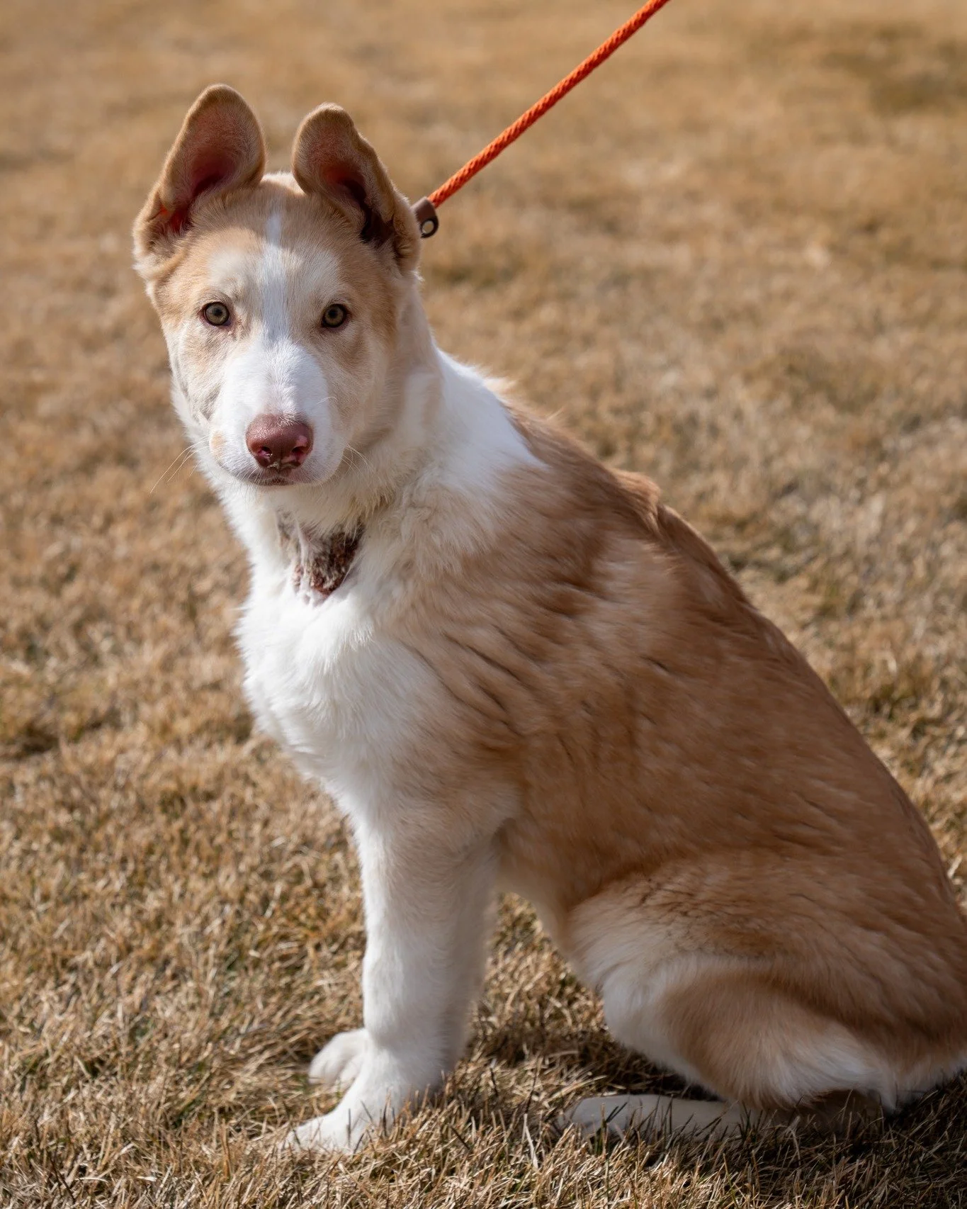 🐾 $25 ADOPTIONS &amp; FREE TRAINING! 🐾

Ready to find your new best friend? Join us tomorrow, Saturday, May 2nd, for two incredible adoption events! For just $25, your new family member is spayed/neutered, microchipped, and up-to-date on vaccinatio