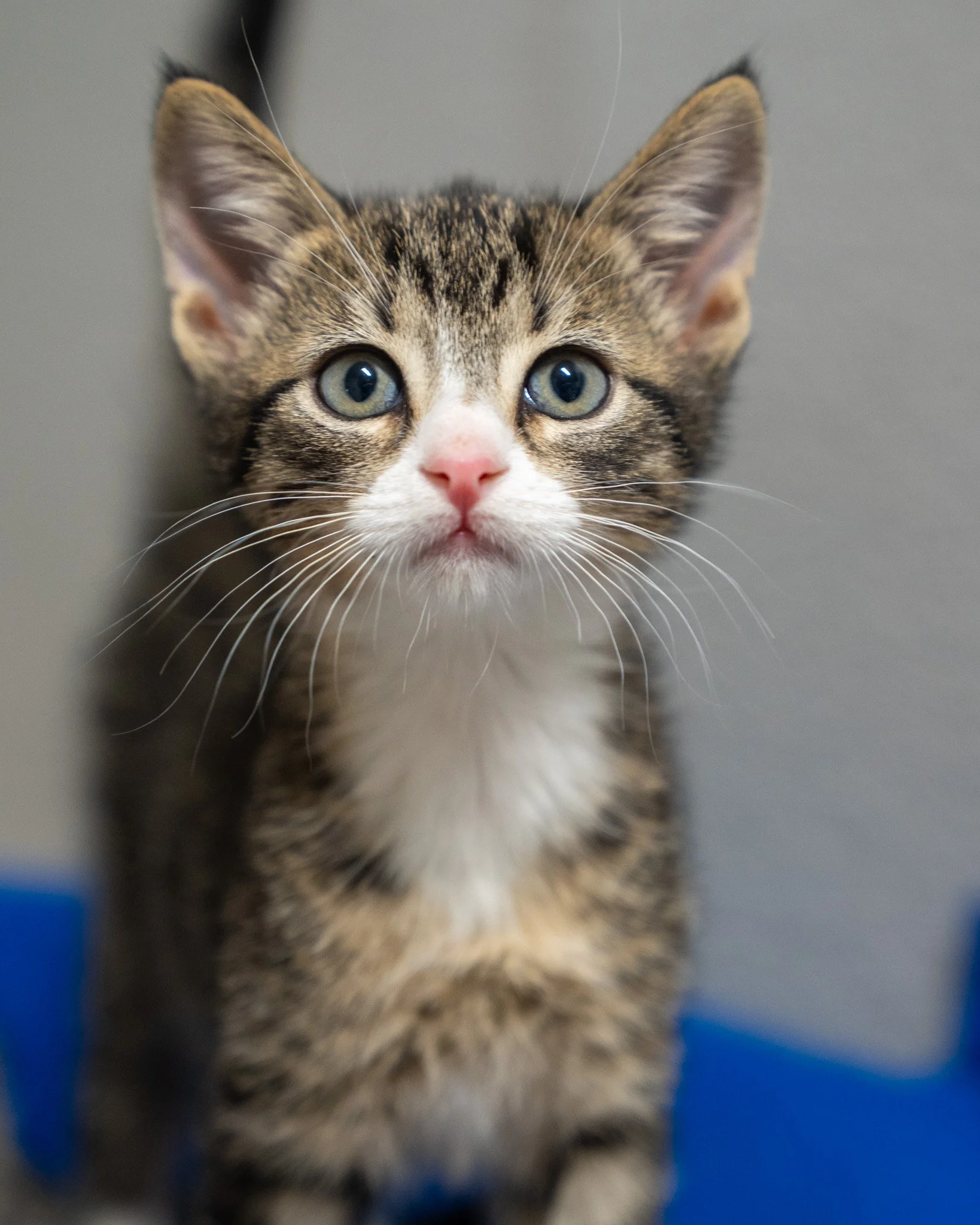 😇 Cogsworth &amp; Gaston 😇
These 8-week-old cuties are Domestic Shorthair kittens who were part of an accidental litter. They grew up in a home environment before being brought to our shelter to find new homes! They are well socialized kittens who 