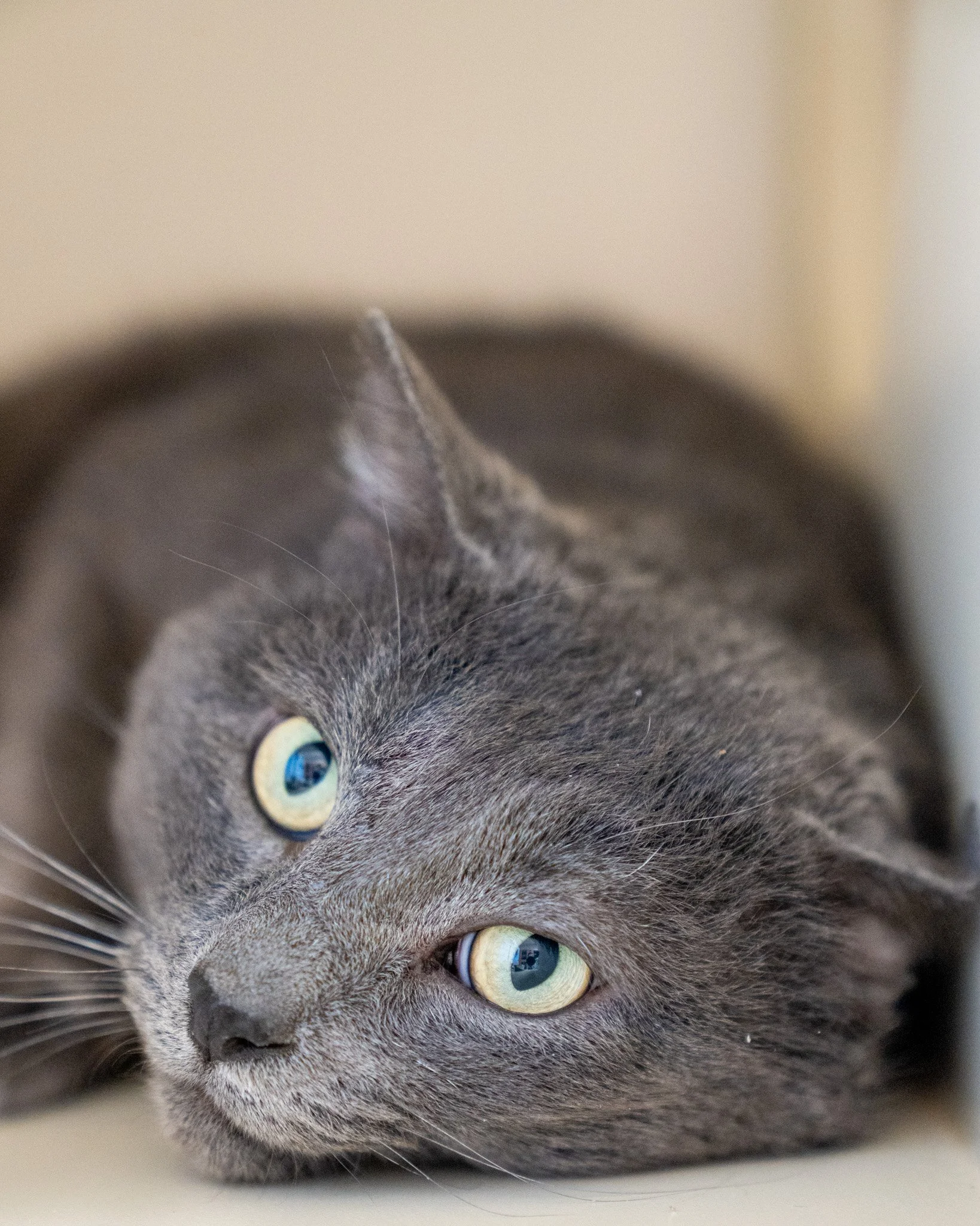 🌧 Rain 🌧
Rain is a gentle, 5-year-old, 11-pound Domestic Shorthair boy. Originally found as a stray alongside another cat friend, Rain wandered into a kind person's yard and stayed there until he was brought into our care. Rain can be a bit shy at 
