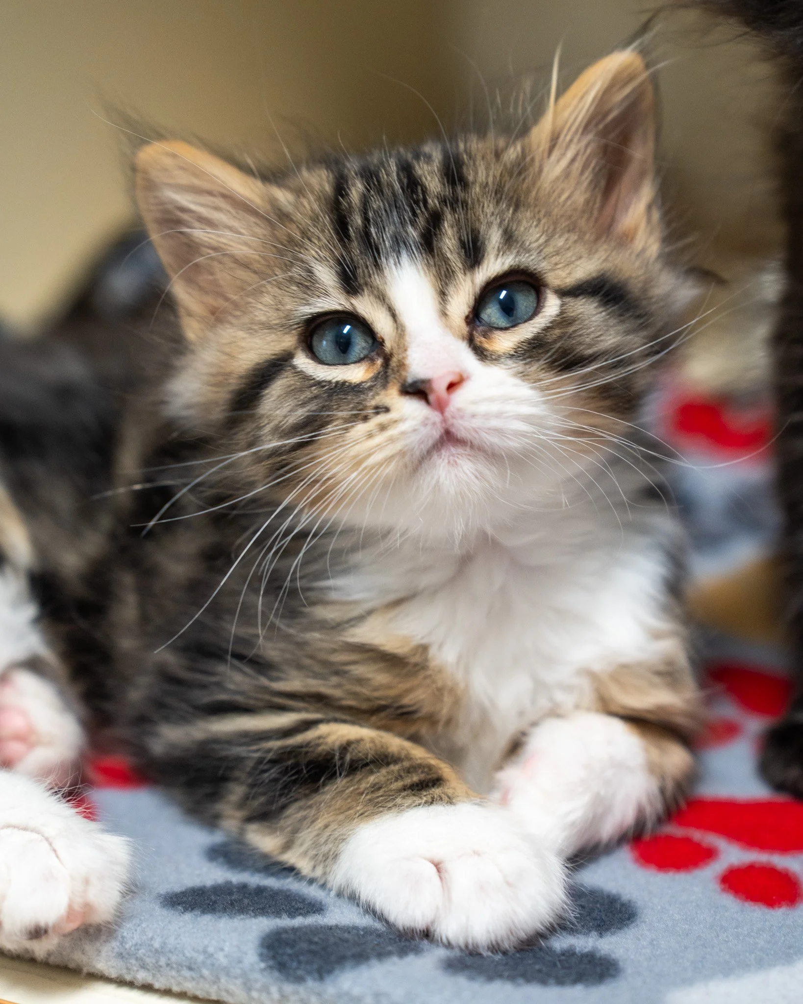 💎 Diamond (M) &amp; Ruby (F) 💎

We've struck it rich with these two - and we're happy to give you a great deal! Reminder that ALL adoption fees are $25.00 through May 14th.

These gems are 2-month-old Domestic Shorthair kittens who grew up in a lov