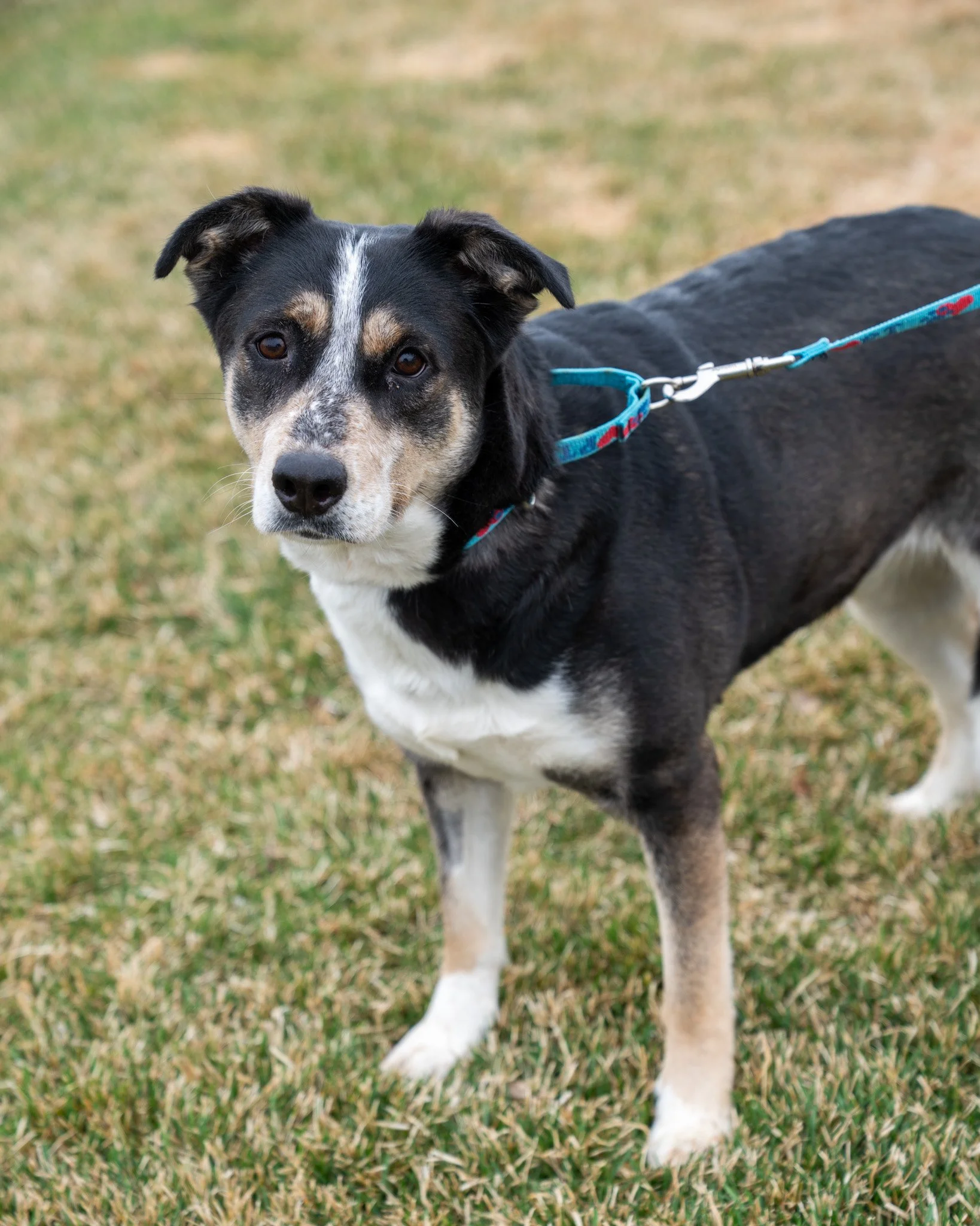 🥹 Stella 🥹
We&rsquo;re not going to lie, Stella is really going to pull on your heartstrings. This 5-year-old, 62-pound German Shepherd and Husky mix has been shuffled around to different homes a few times through no fault of her own. It's simply b