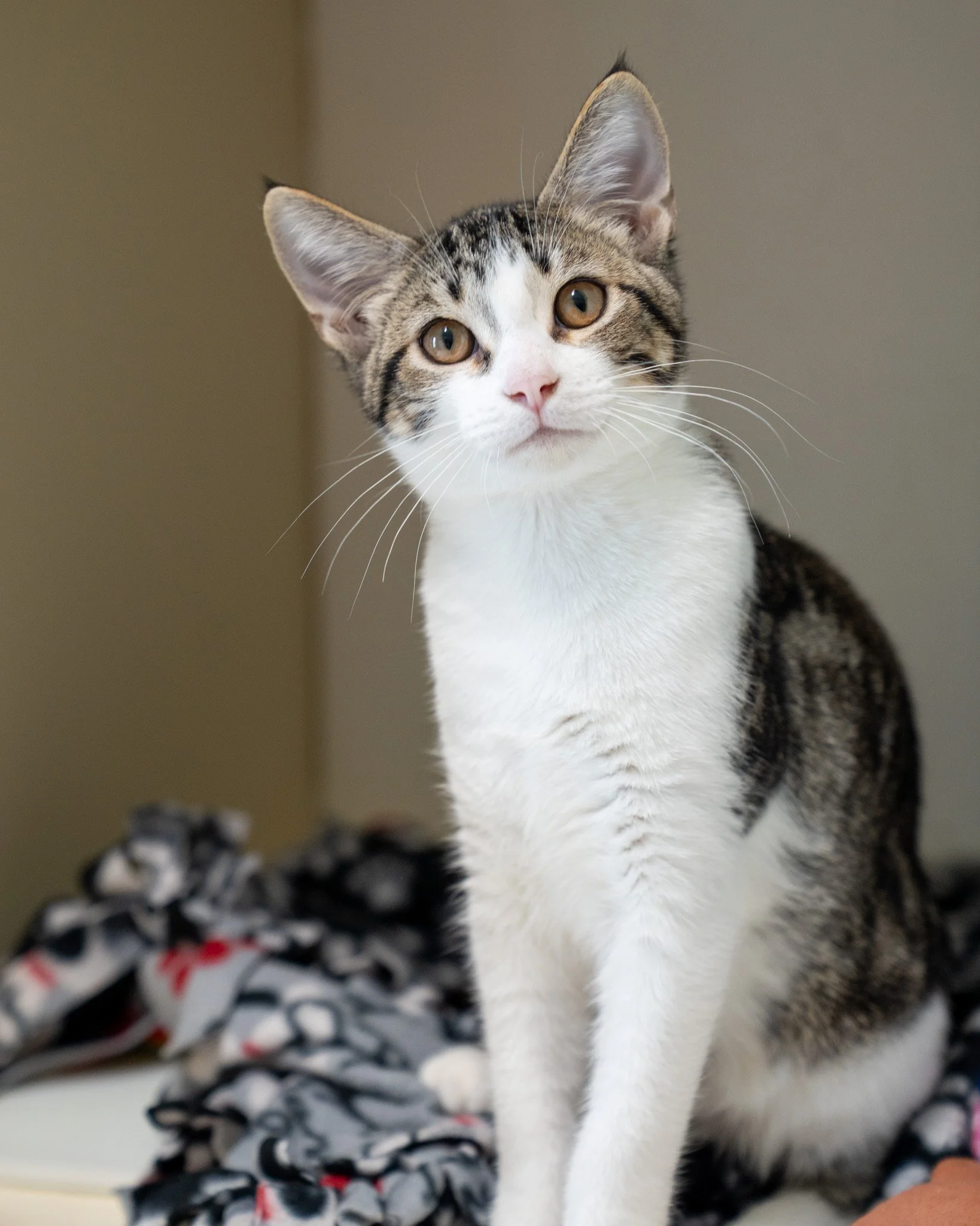 🍝 Noodle (M) &amp; Sprout (F) 🍝
Noodle and Sprout are 4-month-old Domestic Shorthair kittens with the sweetest (and sometimes sassiest!) temperaments. They absolutely love people and will smush their faces into your hands to ask for pets. While the