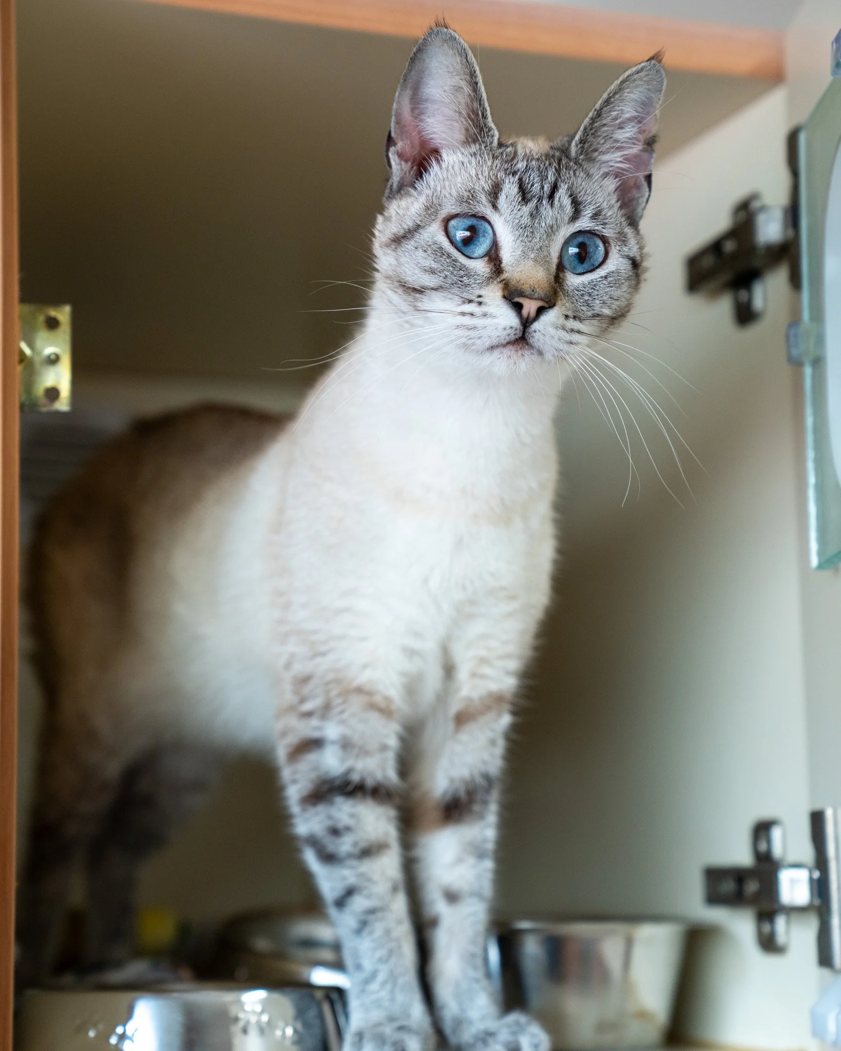 🩵 Lilac 🩵
This striking girl is officially taking best friend applications! She's a dainty one-year-old, 5.25-pound Siamese mix who came to us as a stray. She first appeared in a kind person's yard looking for food and pets. Since arriving at the s